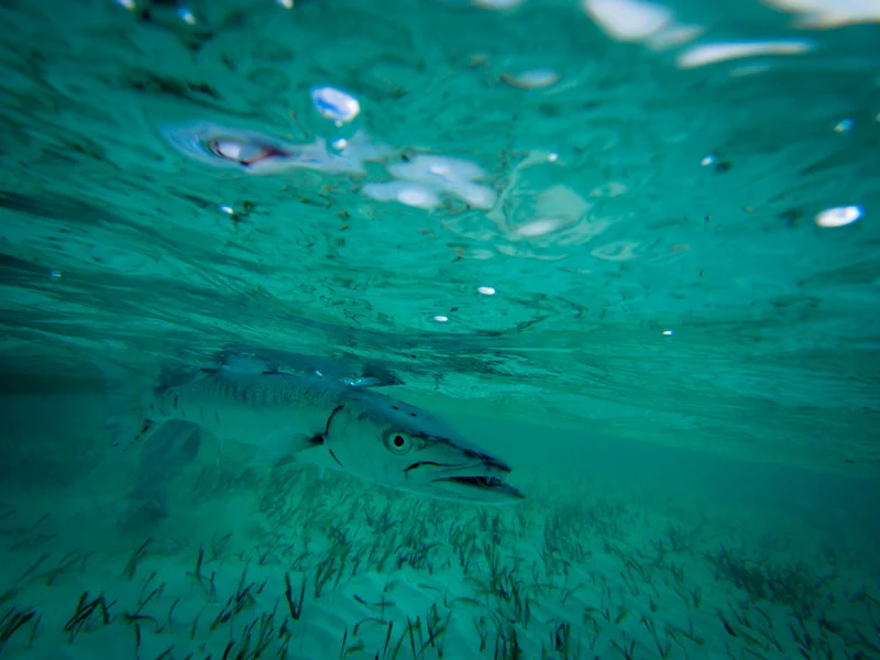 We saw lots of Cuda at Cayo Cruz. This was the only one we tried to catch.
