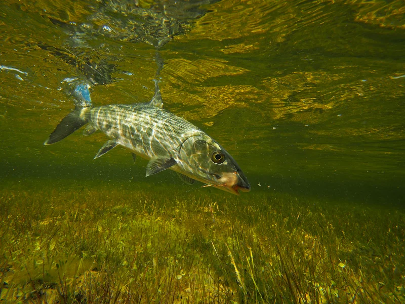 A far different habitat than than found on the oceanside flats.