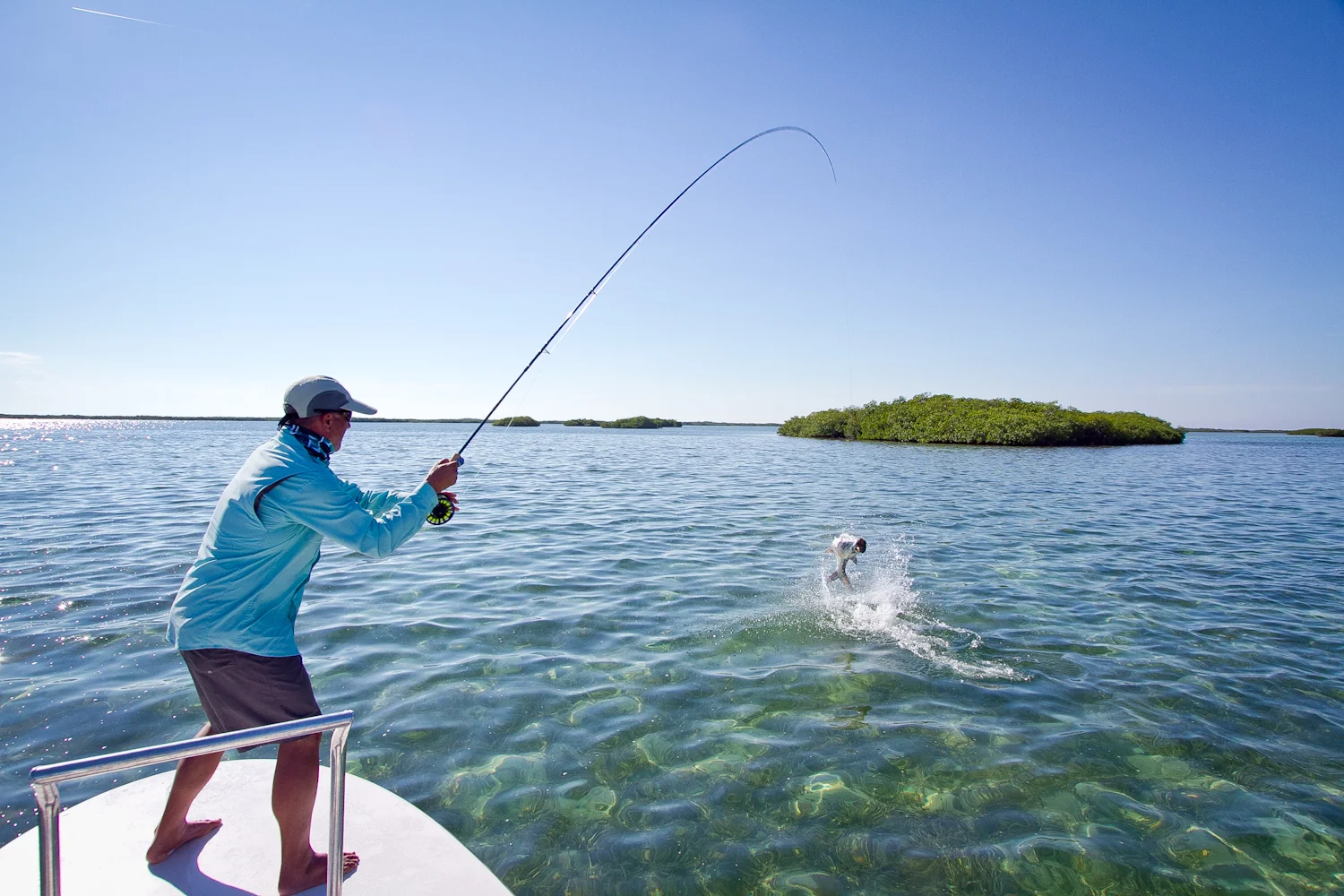 A very nice Tarpon,, jumping near the boat on one of the flats we found to be dependable for Tarpon each day.