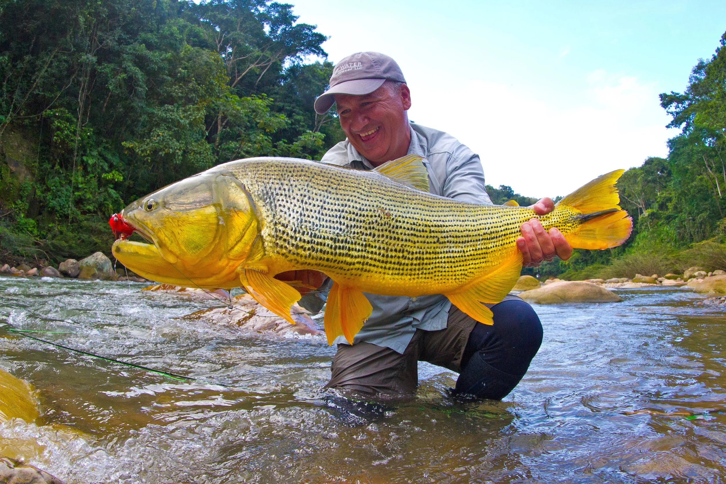 Golden Dorado are like a cross between a Tiger Fish and a Tarpon. Add to that the fact that they live in jungle rivers, and they represent a unique fishing experience. 