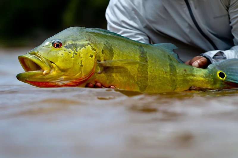 Peacock Bass are beautiful predators