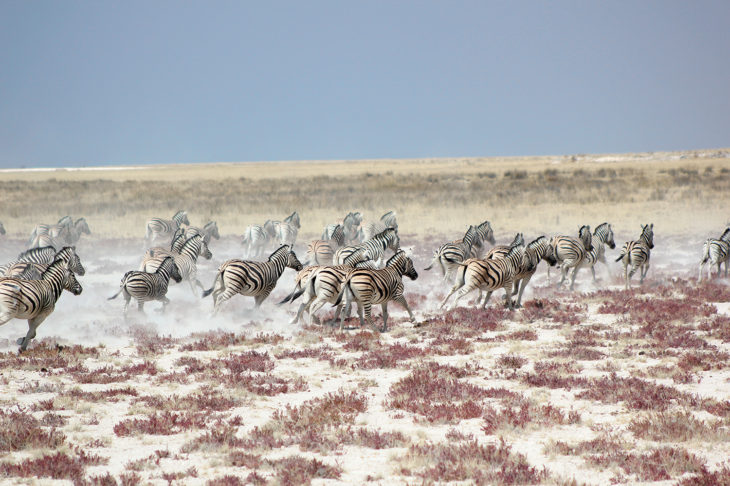 Africa_Zebra_Stampede_Namibia.jpg