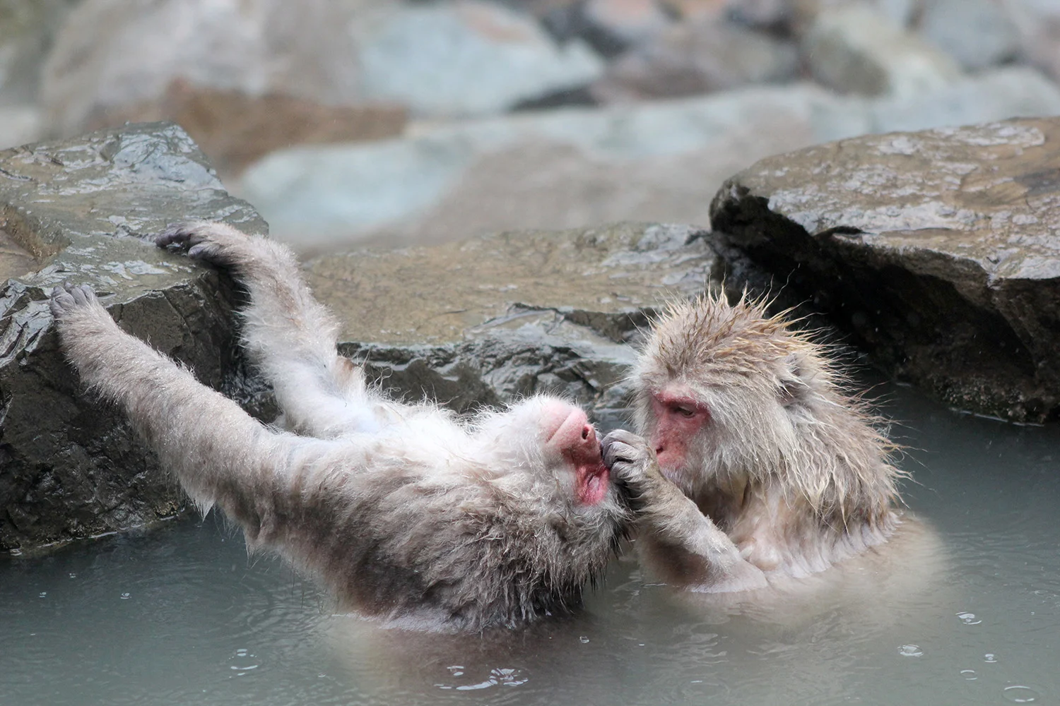 Japan_Snow_Monkeys.jpg