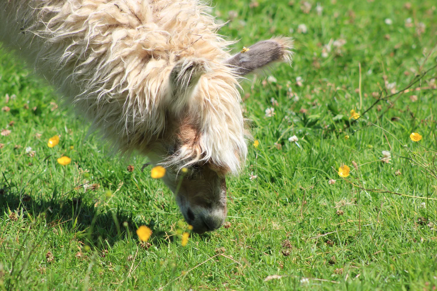 Llama-Lland_slideshow-5.jpg