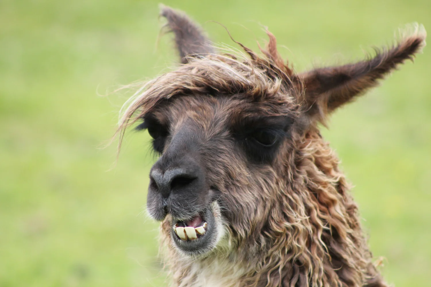 Llama-Lland_slideshow-8.jpg