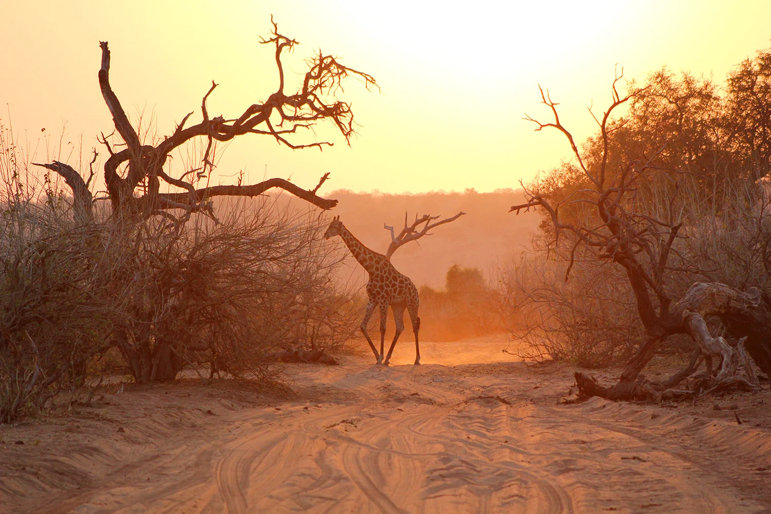 Africa_Dawn_Giraffe_Chobe_1500px.jpg