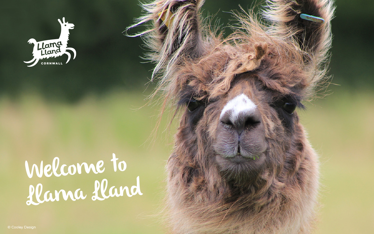 Homepage_Design_1200x752_Llama.jpg