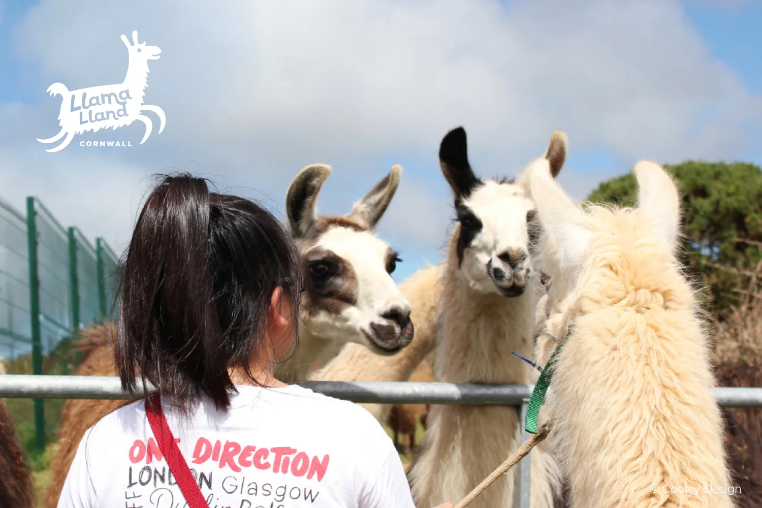 Llama-Lland_Slideshow_2.jpg