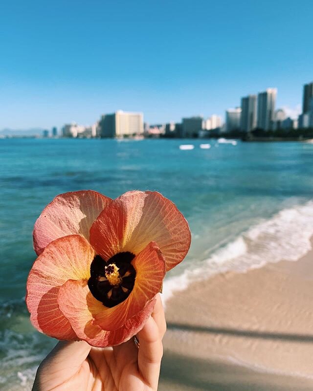 Good Morning. ☀️ #the96815 #waikiki #hawaii