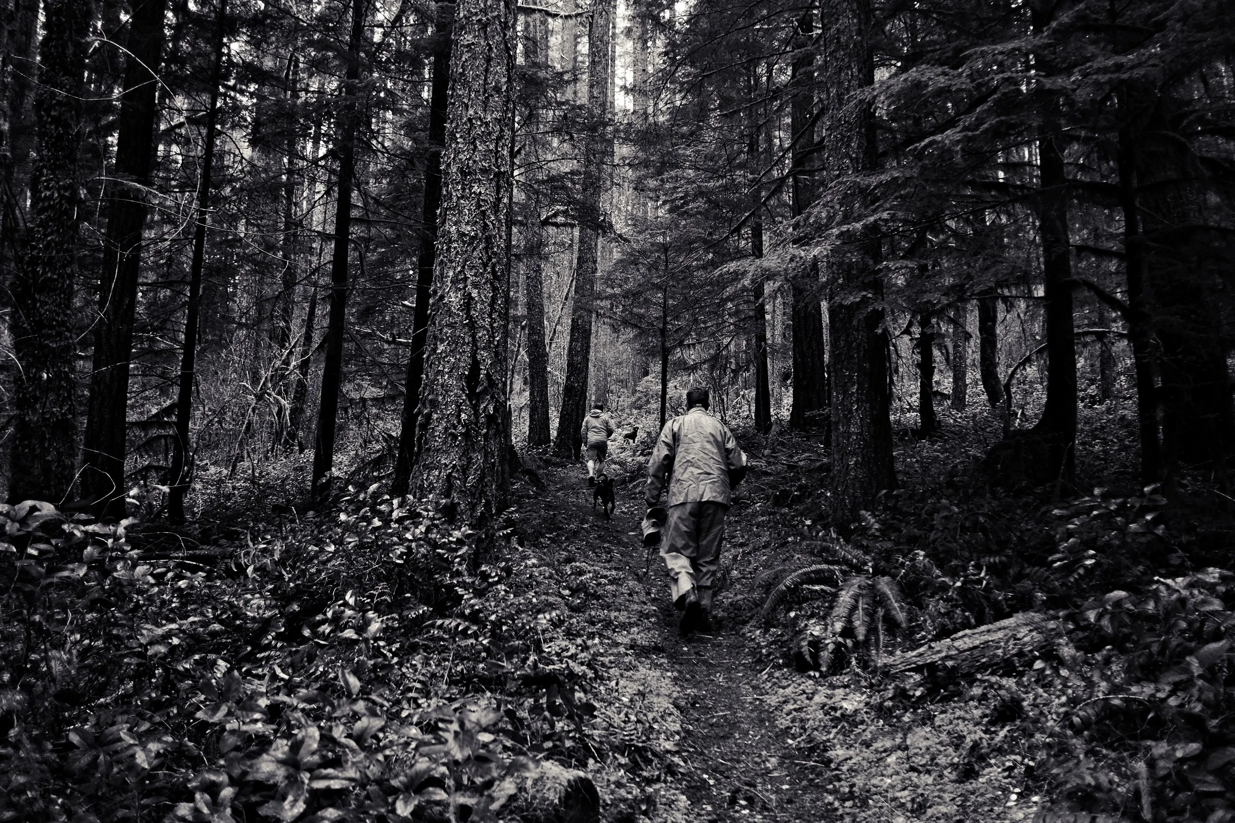 forest walk 4.jpg