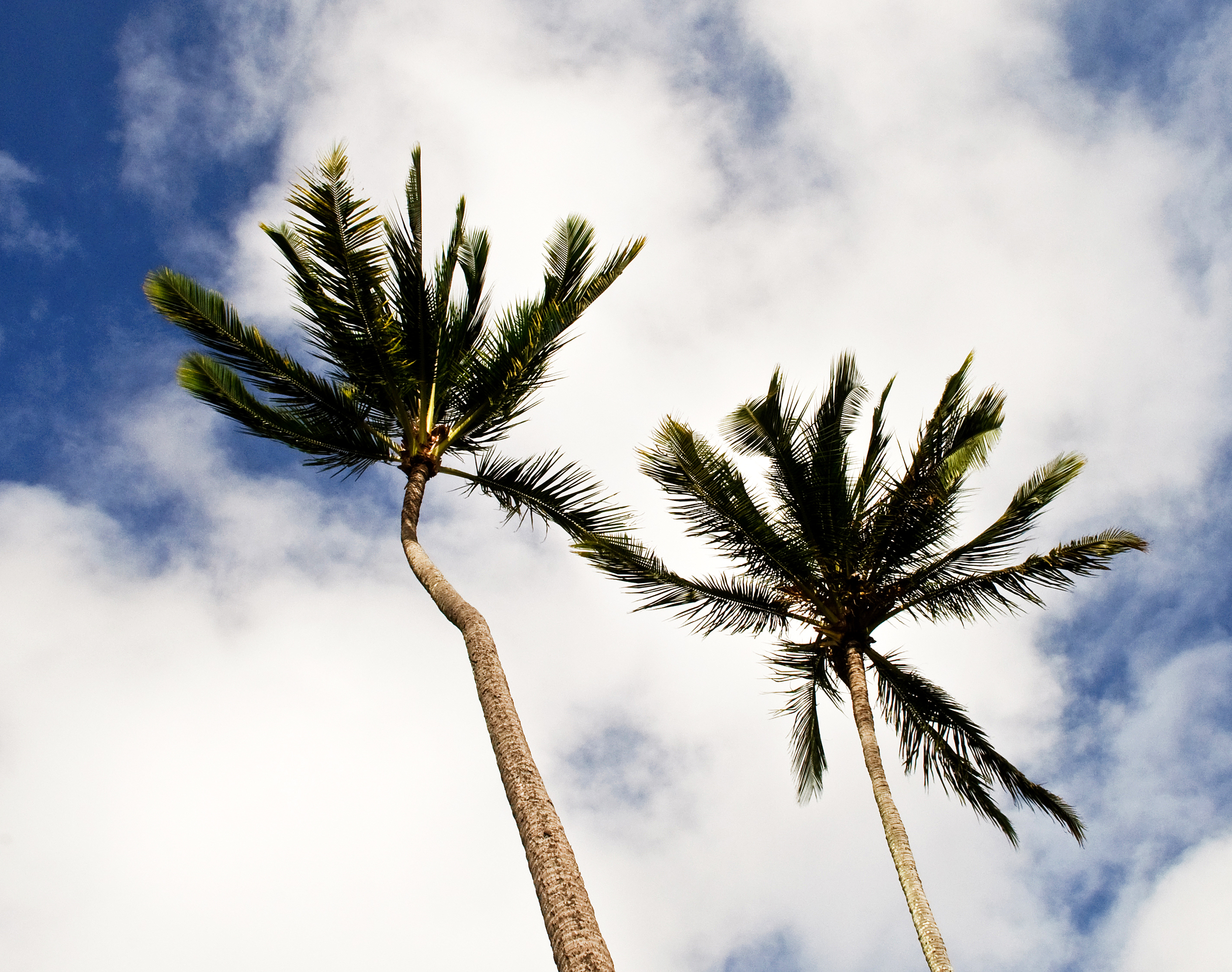 Palm Palm.jpg