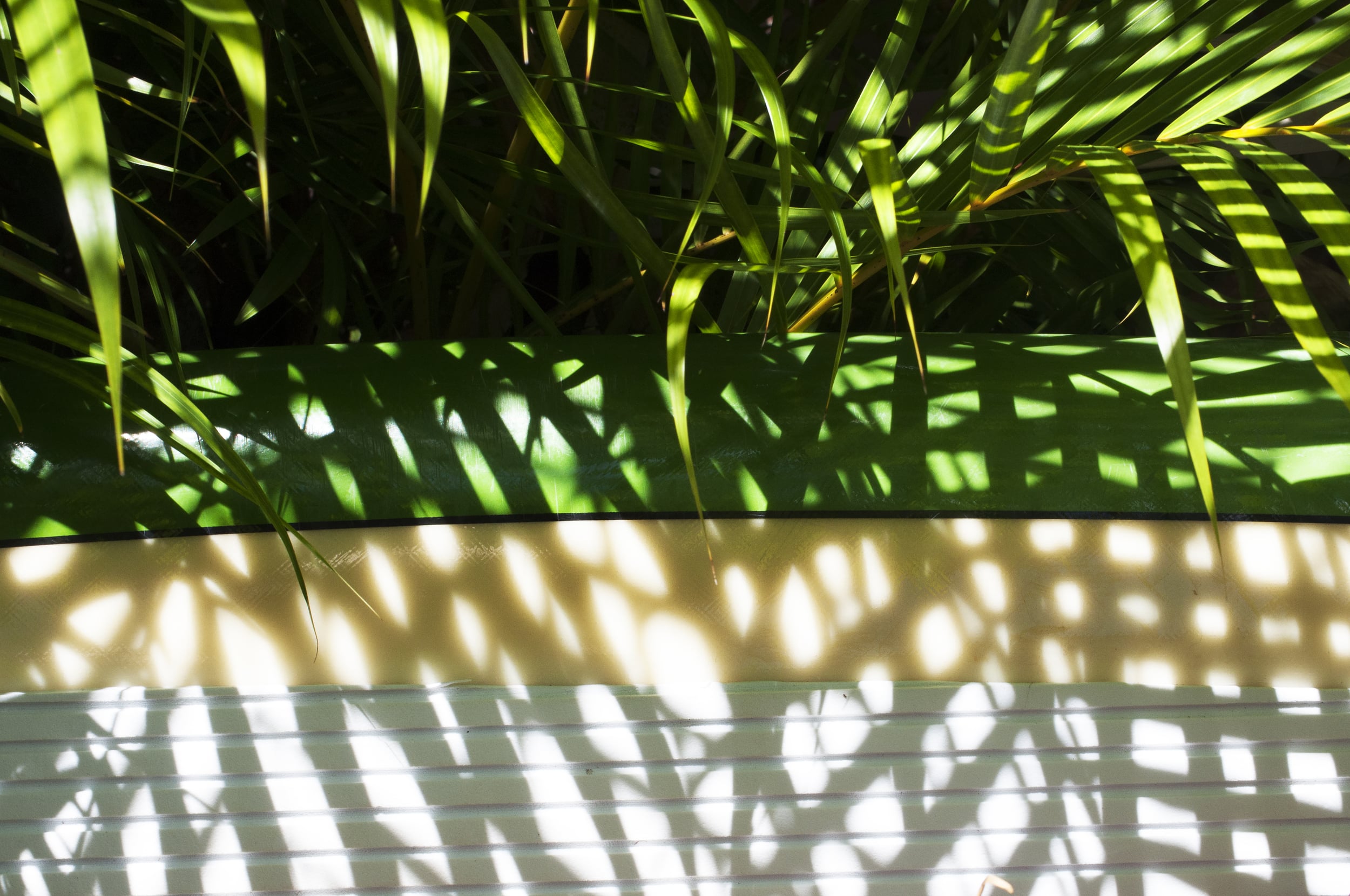 Board and palm shadows.jpg