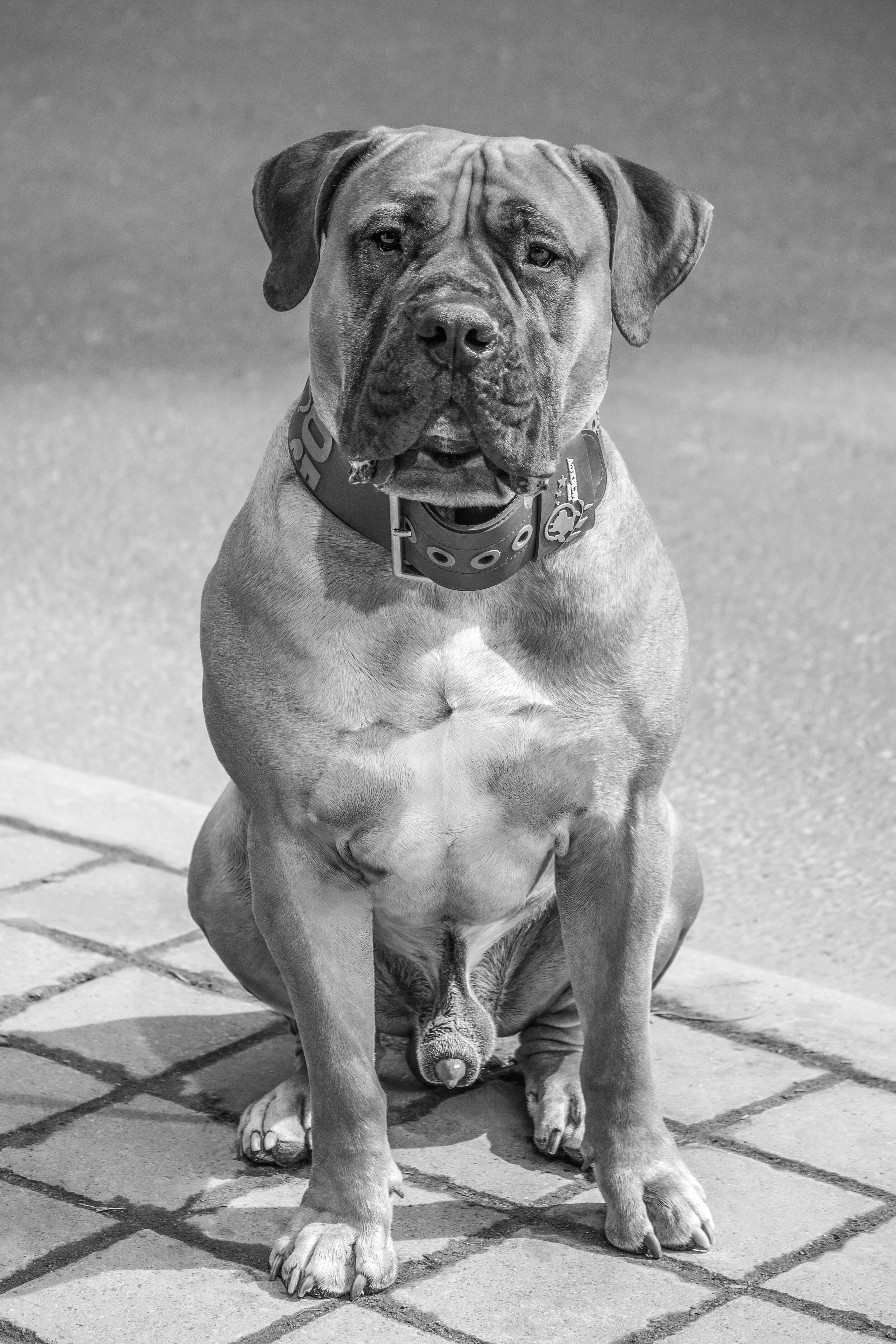 dog (2).jpeg