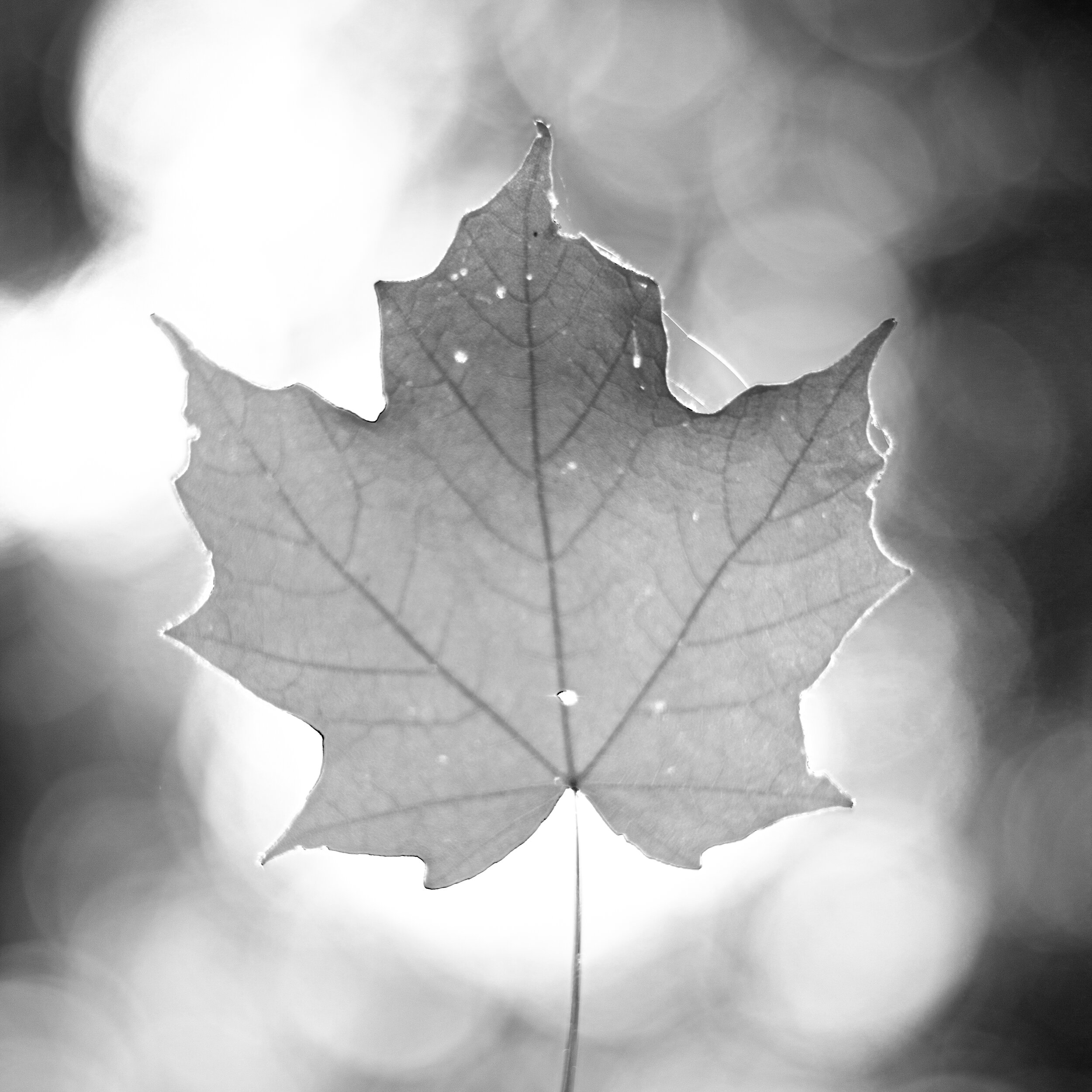 IMG_1372.jpeg
