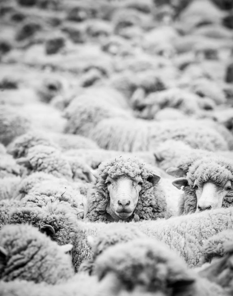 PETA's Wool Video