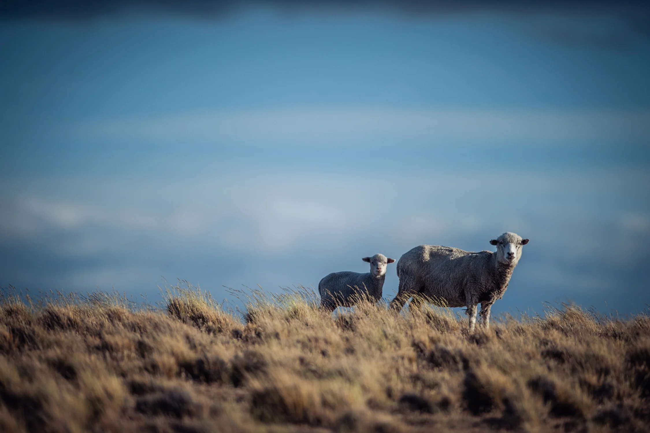 Update: PETA's Wool Video
