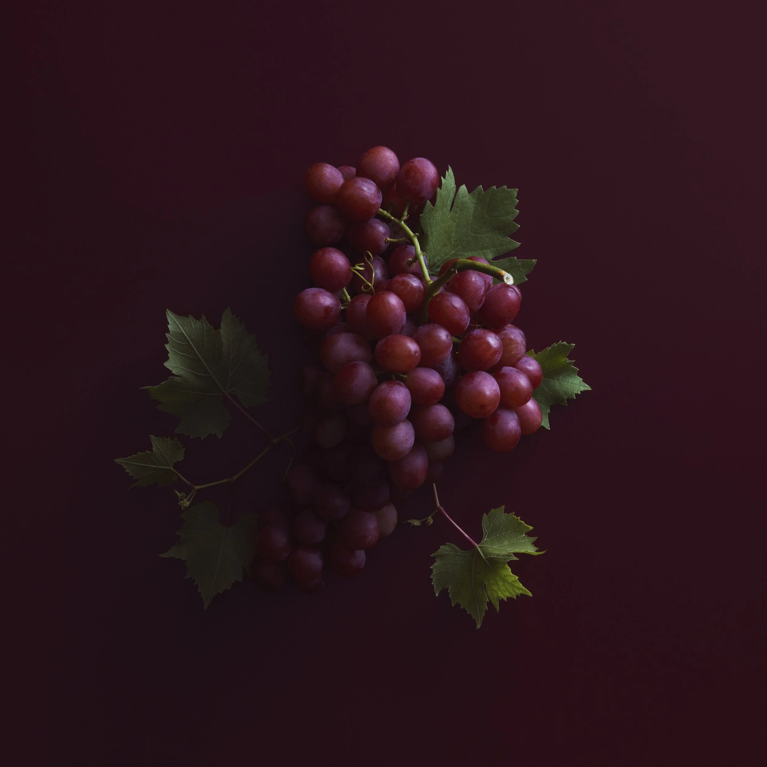 WaitroseAutumnWine_Malbec_30.7.18-F-PORTRAIT copy.jpg