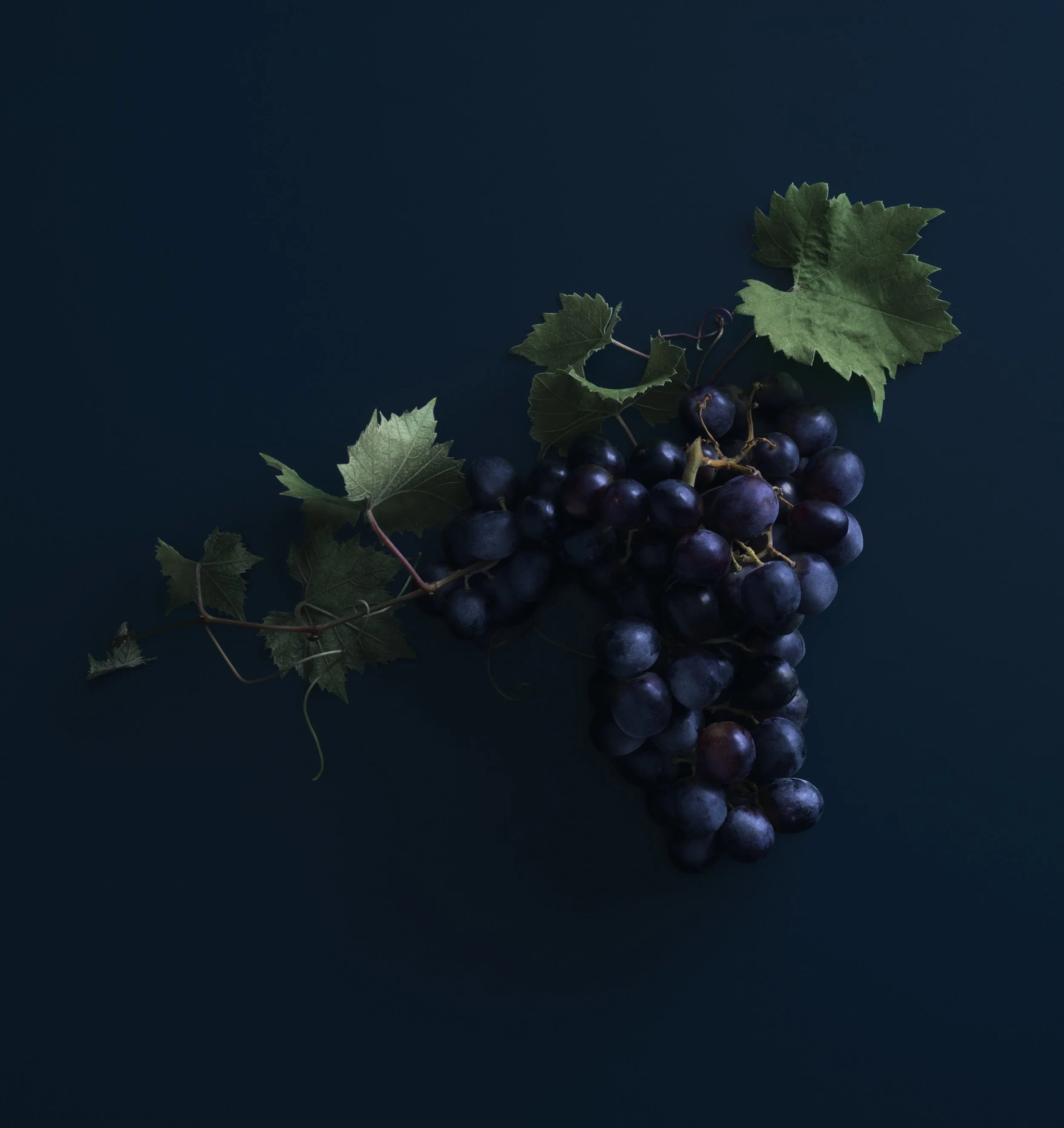 WaitroseAutumnWine_Blueprint_30.7.18-F copy.jpg
