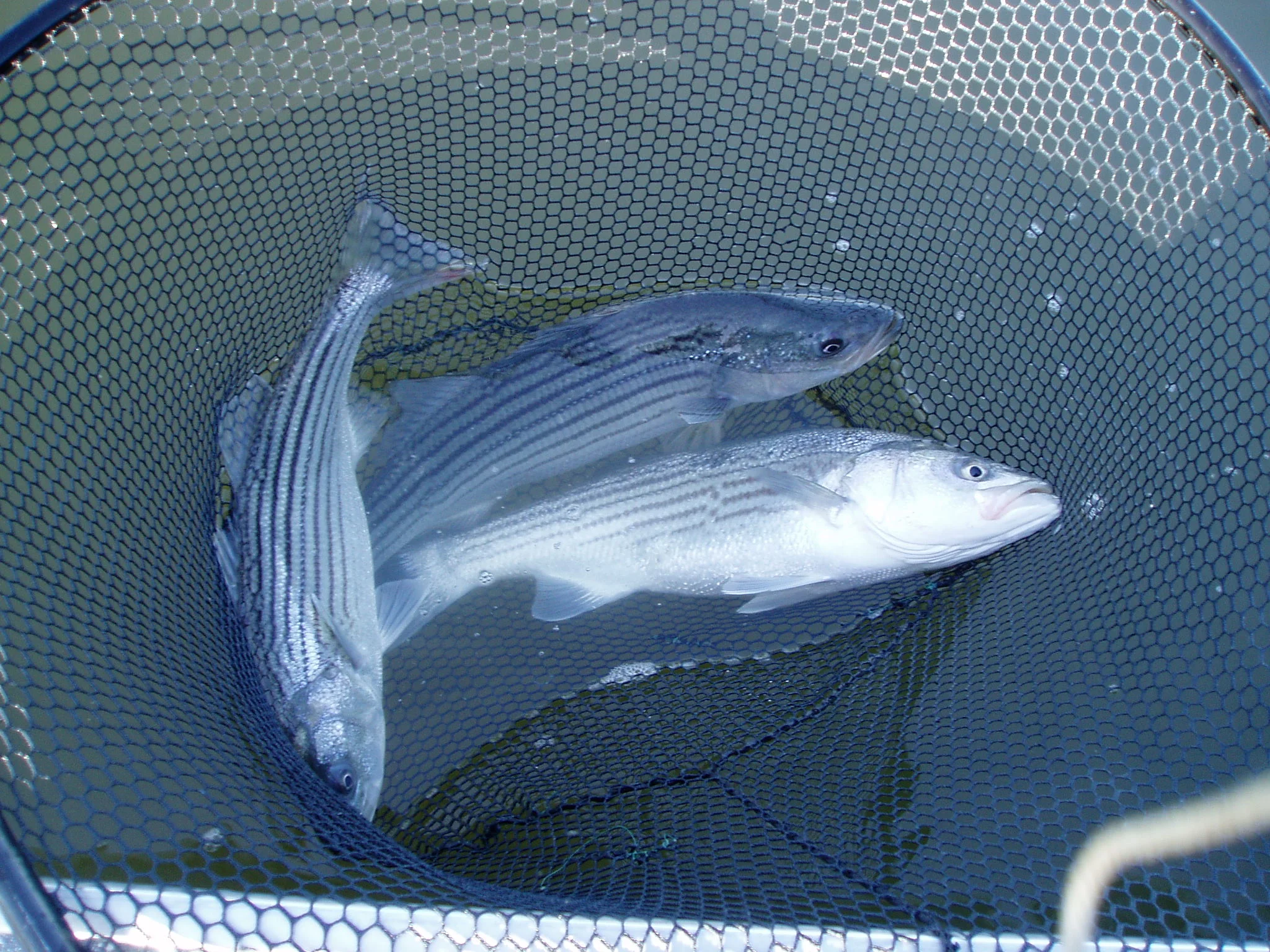 freeswimmer-3222239794-O.jpg