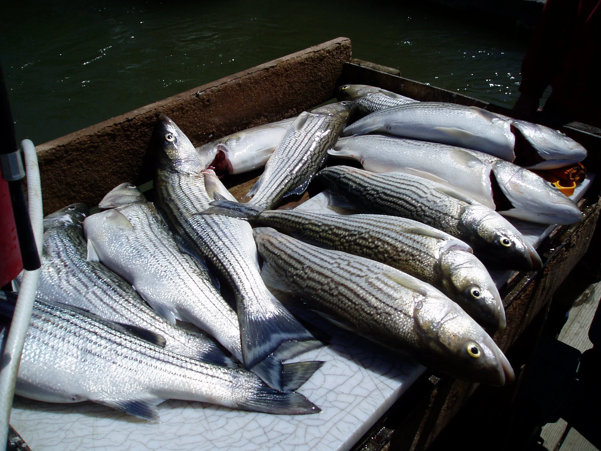 mess%27o%27striper-3222197037-O.jpg