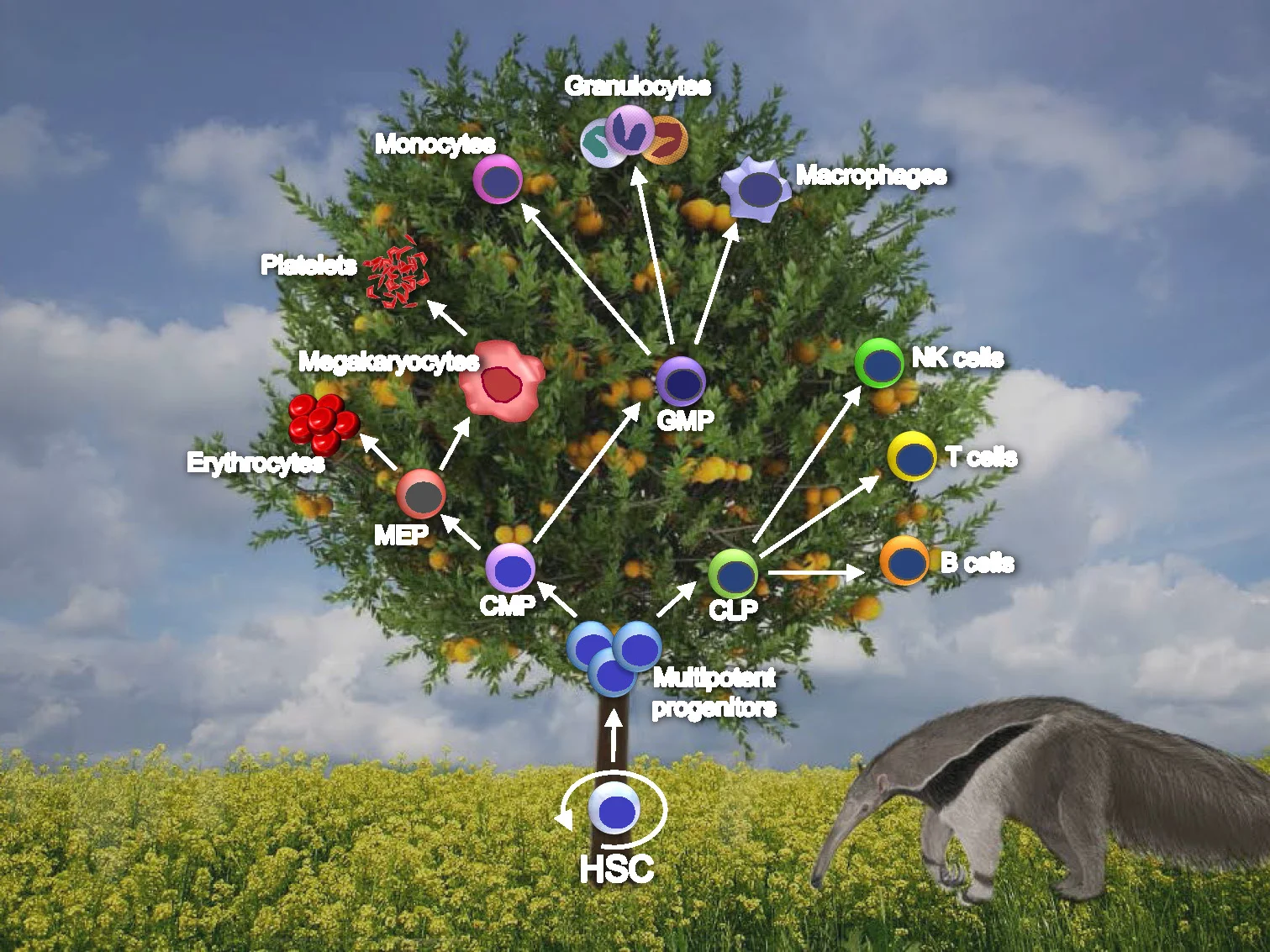 Normal Hematopoiesis