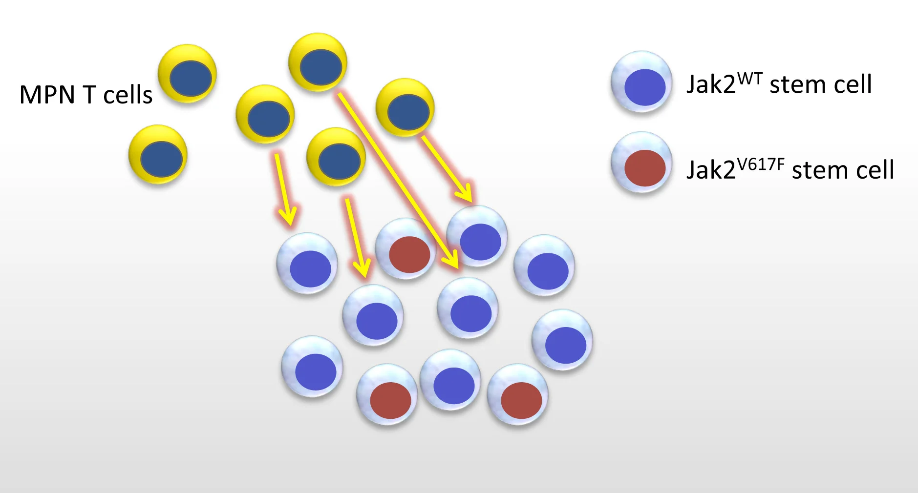 Overactive T cells target may normal hematopoietic stem cells, but not Jak2-mutant stem cells.