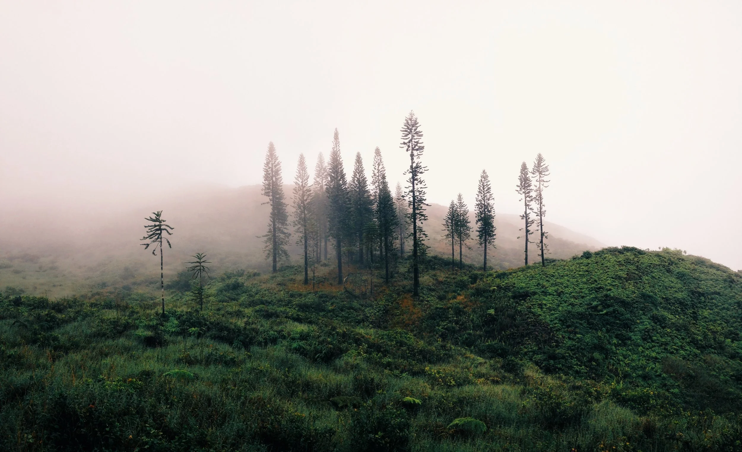 West Maui Mountain Tree Photo.JPG