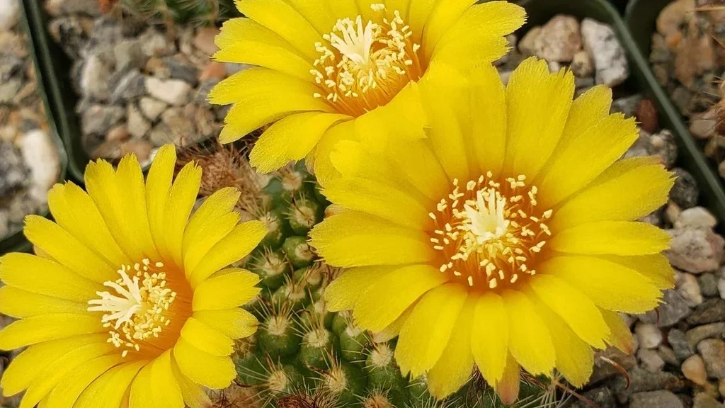 Flowering-Cacti (1).webp