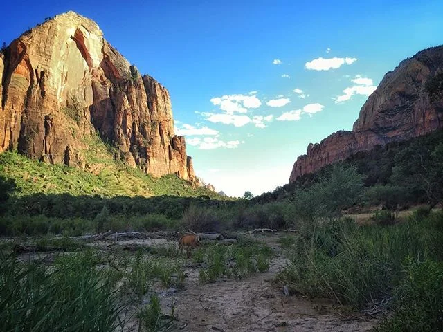 Deer! Utah, USA. #travel #traveling #traveller #travelblog #travelgram #sharetravelpics #traveladdict #traveltheworld #globetrotter #livelaughtravel #beautiful #backpacker #backpacking #passionpassport #aroundtheworld #seetheworld #secretplaces #solo