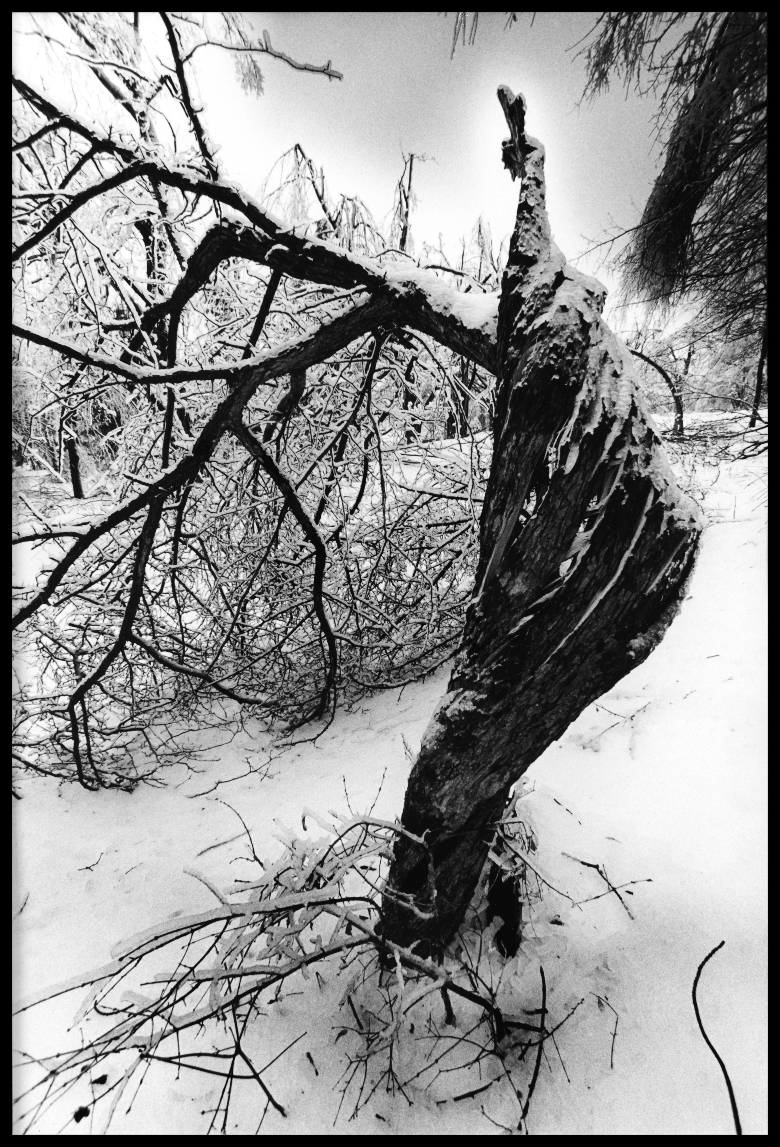 Collapsed tree, ice storm, Montreal