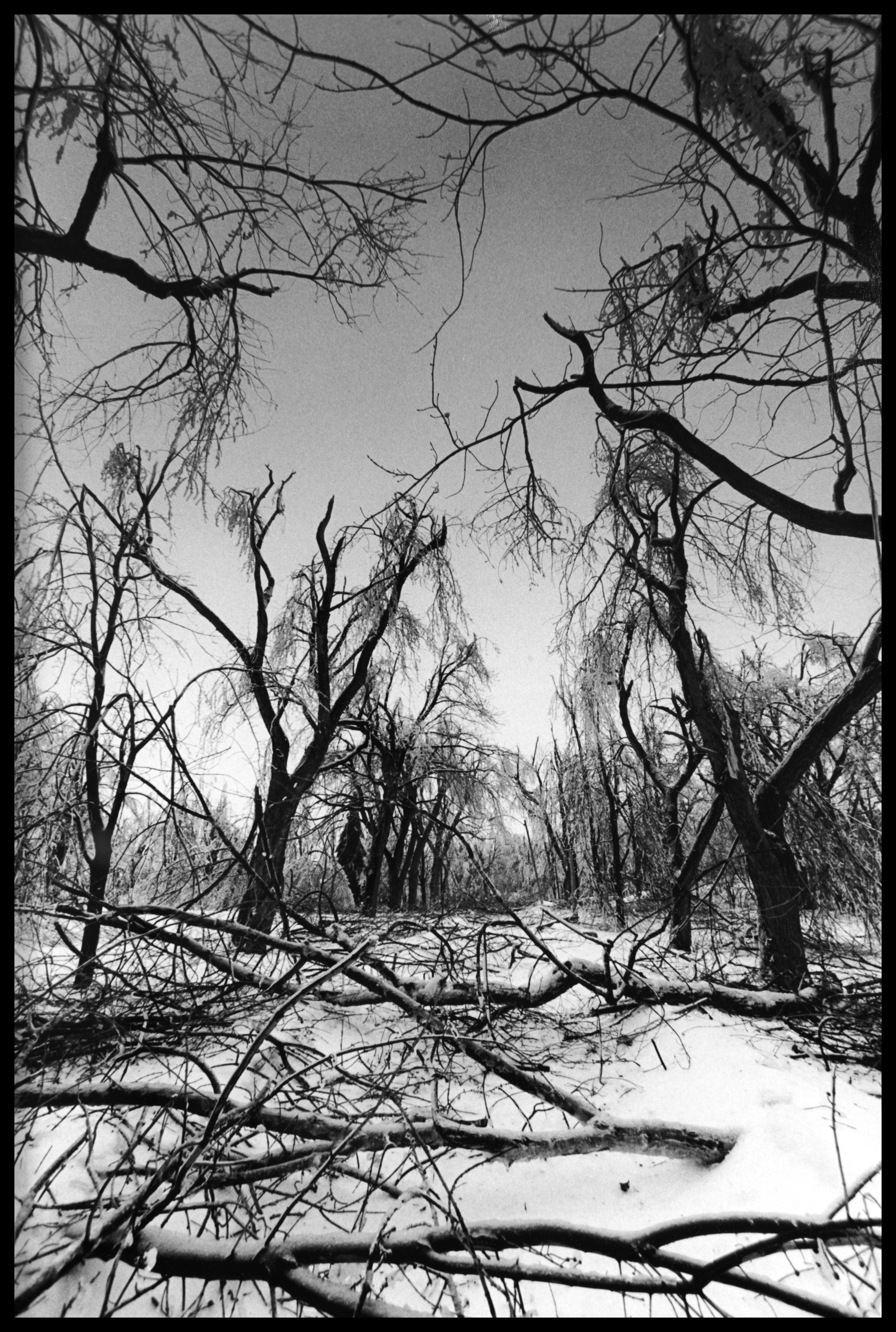 Fallen trees, ice storm, Montreal