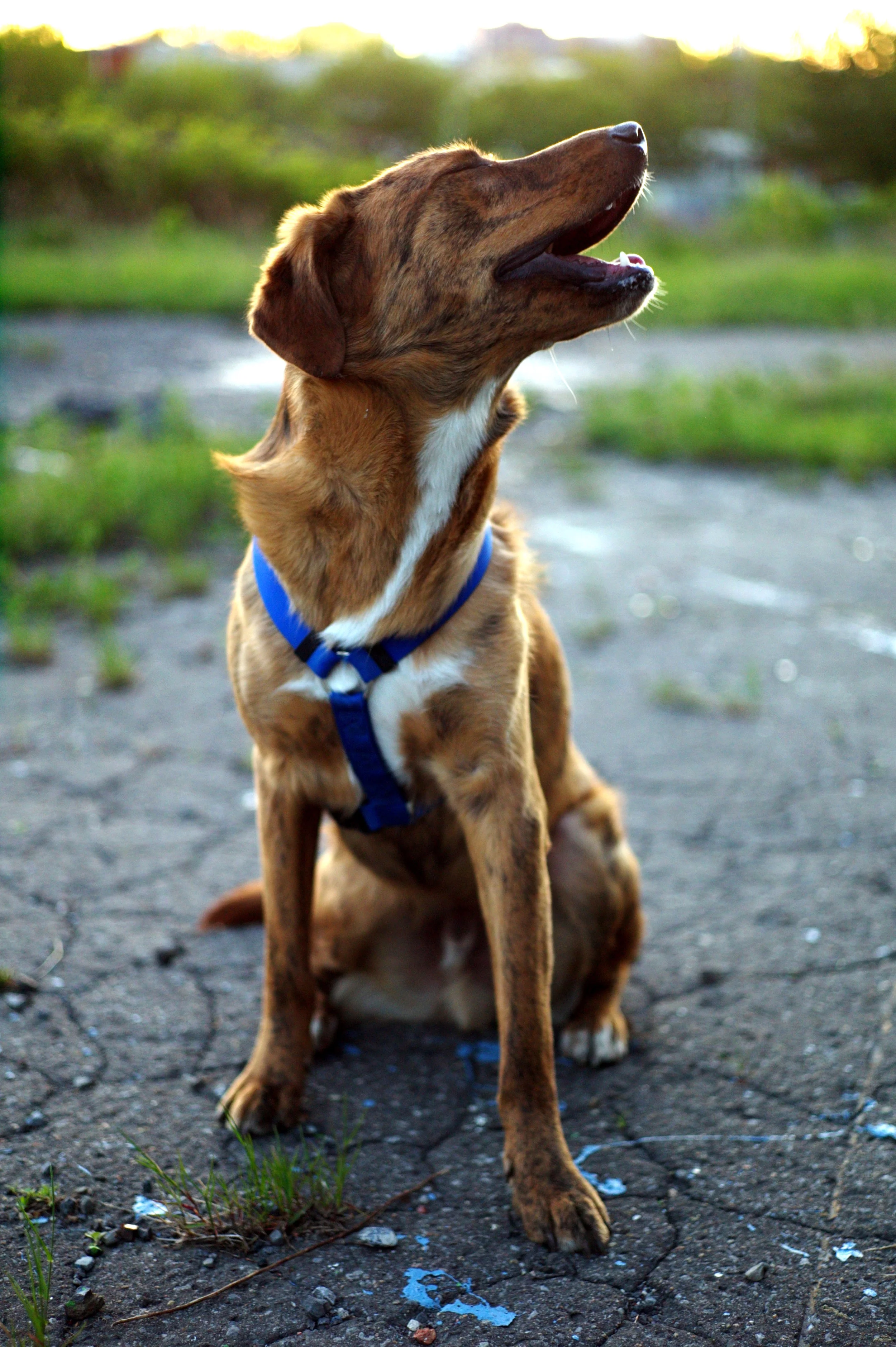 Sol, Canada Malting Plant, Mtl