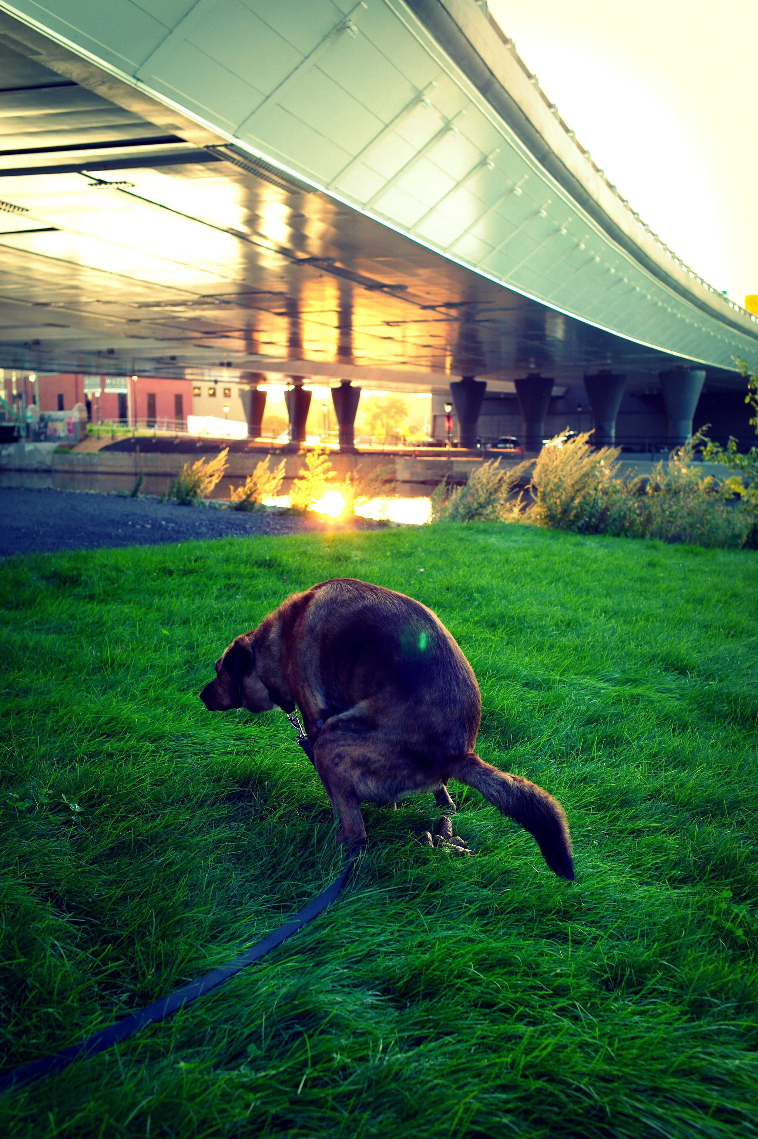 Sol, Lachine canal, Montreal