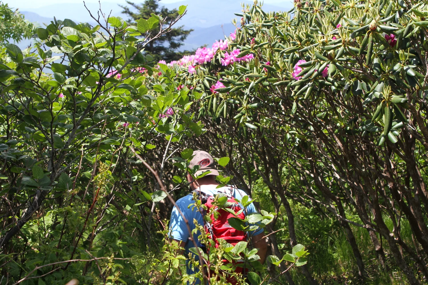 rhododendron_tunnel.jpg