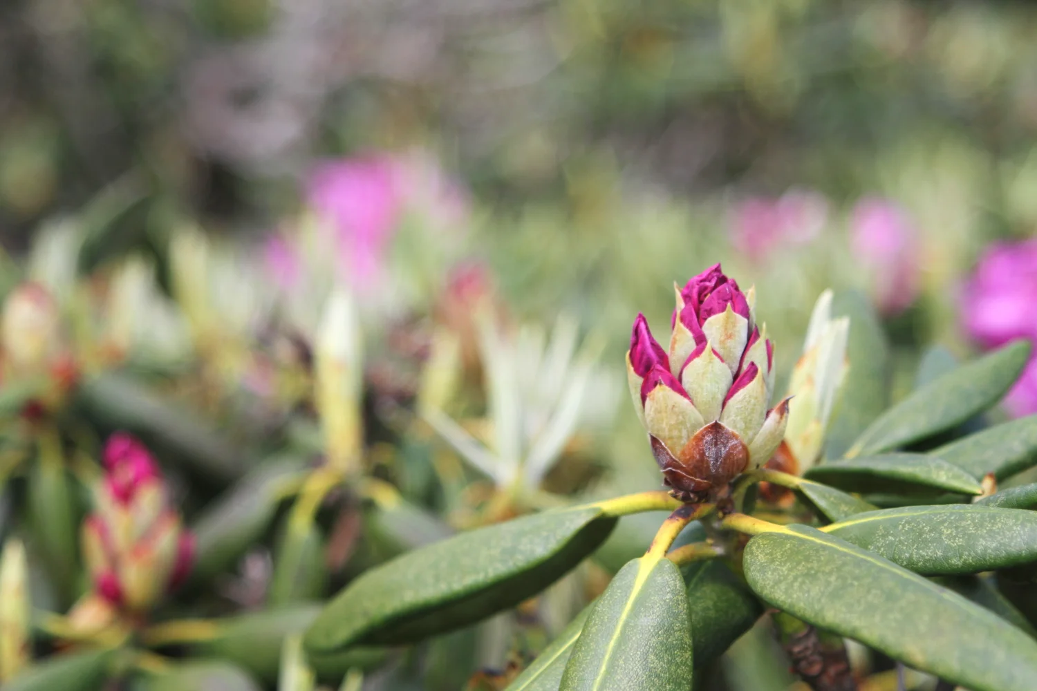 roan_rhododendron_gardens.jpg