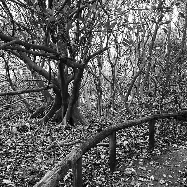 Discovering hidden pathways and natures treasures #qldbeaches