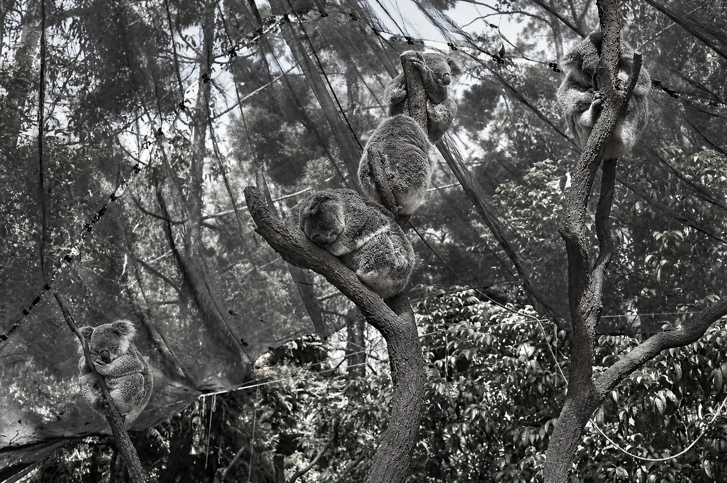 Koalas in the Trees - Koalas rest among branches and foliage, photographed through the surrounding vegetation. The quiet natural scene provides a gentle conclusion to the Inner Sydney collection, contrasting with the crowds, architecture and movement
