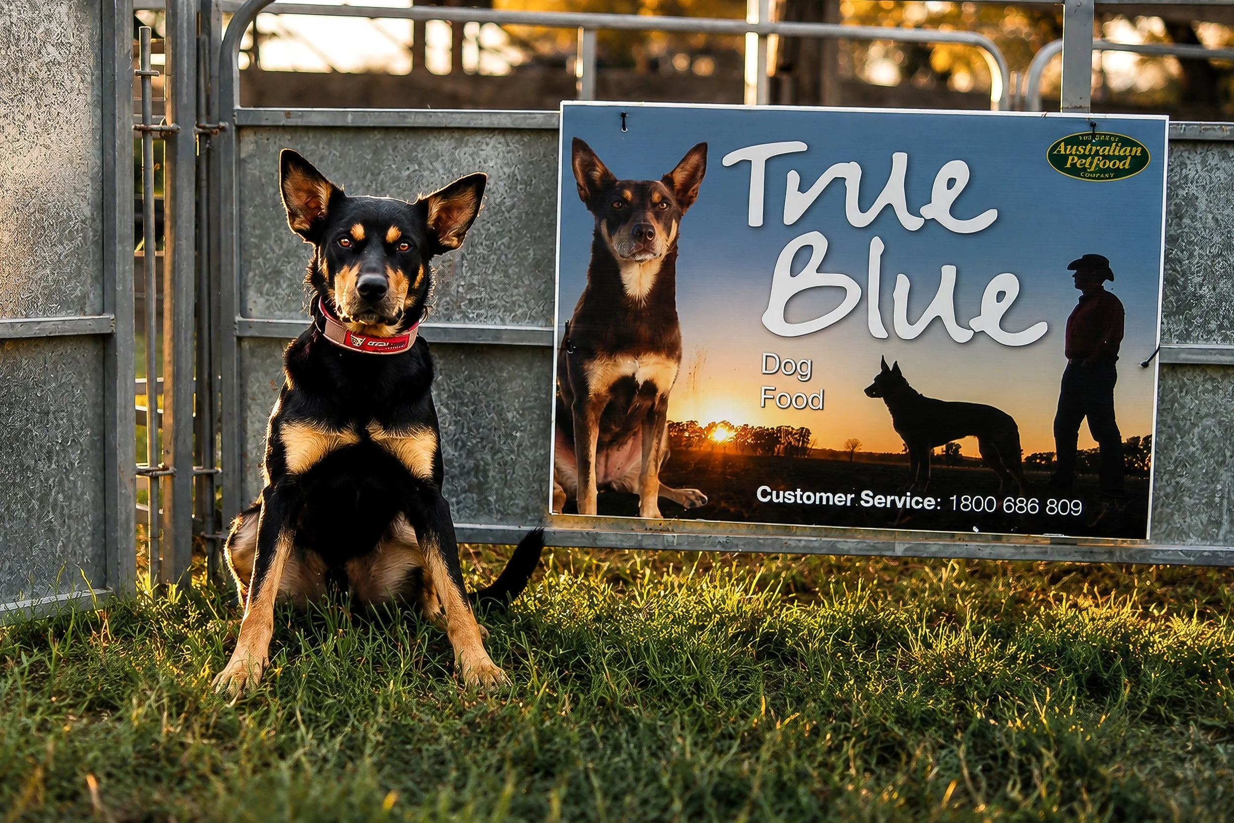 Portrait of an Australian Working Kelpie beside a 'True Blue' sign in warm evening light.
