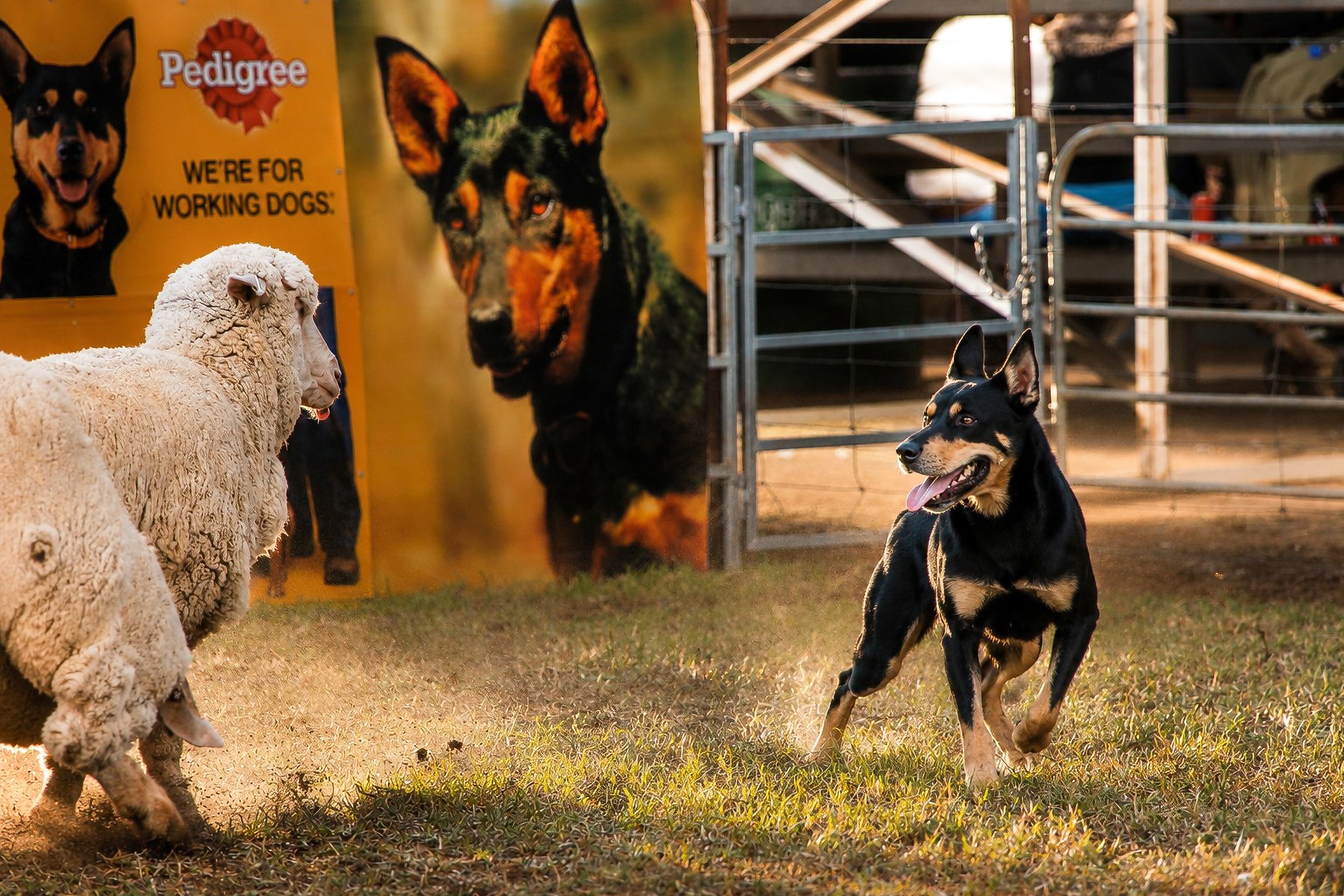 An attentive Working Kelpie waits beside sheep during yard work.
