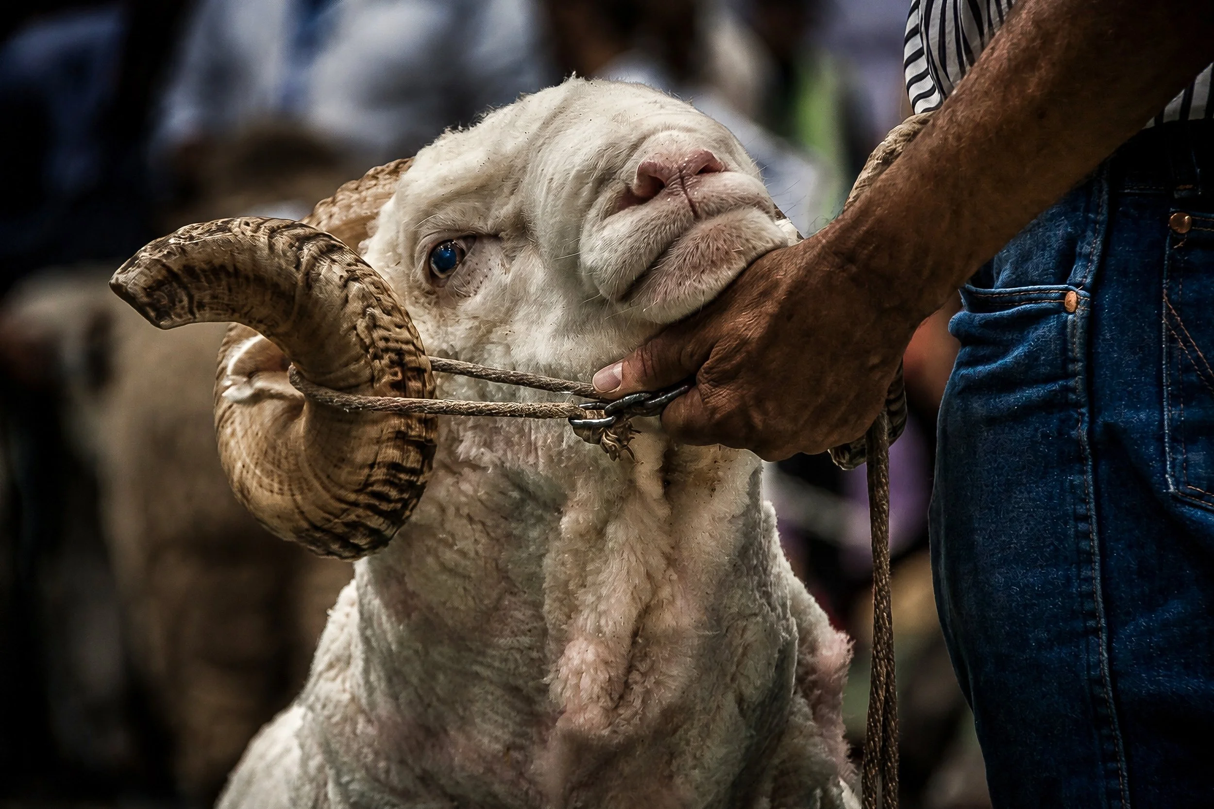 Merino Ram Portrait (Copy)