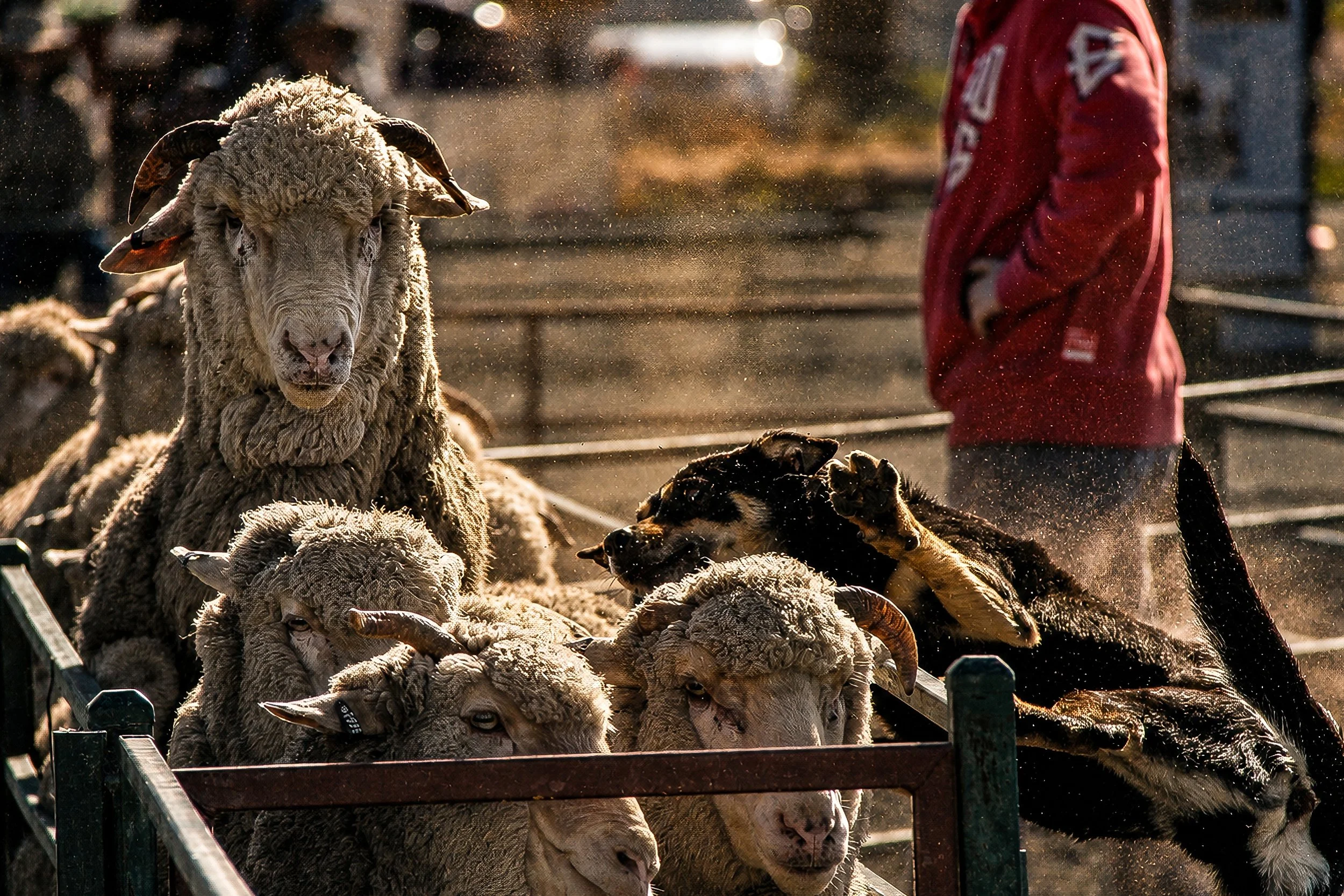 A stockman works quietly among Merino sheep in traditional timber yards.

