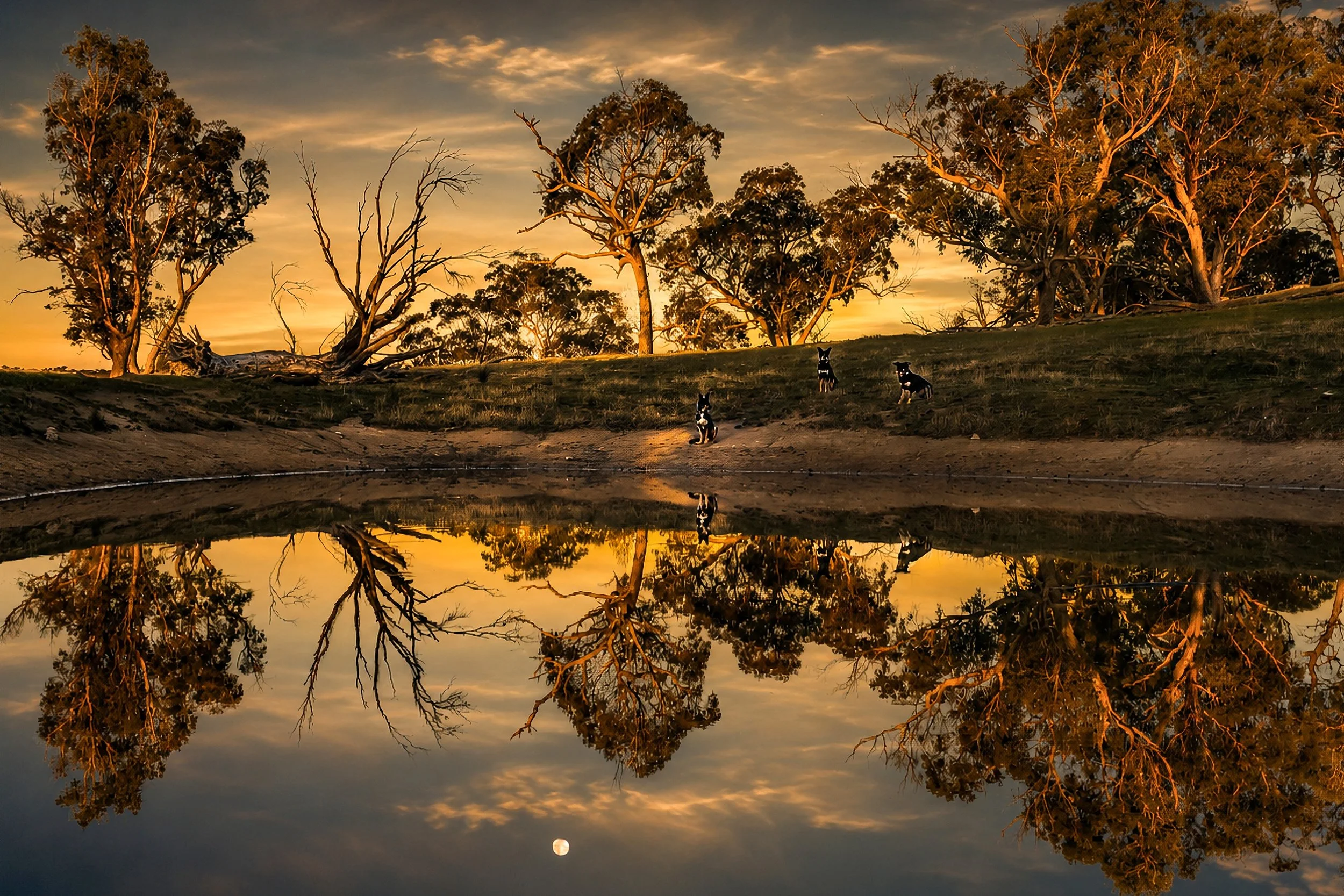 Three working dogs beside a farm dam at sunset, including one reflected in the still water.
