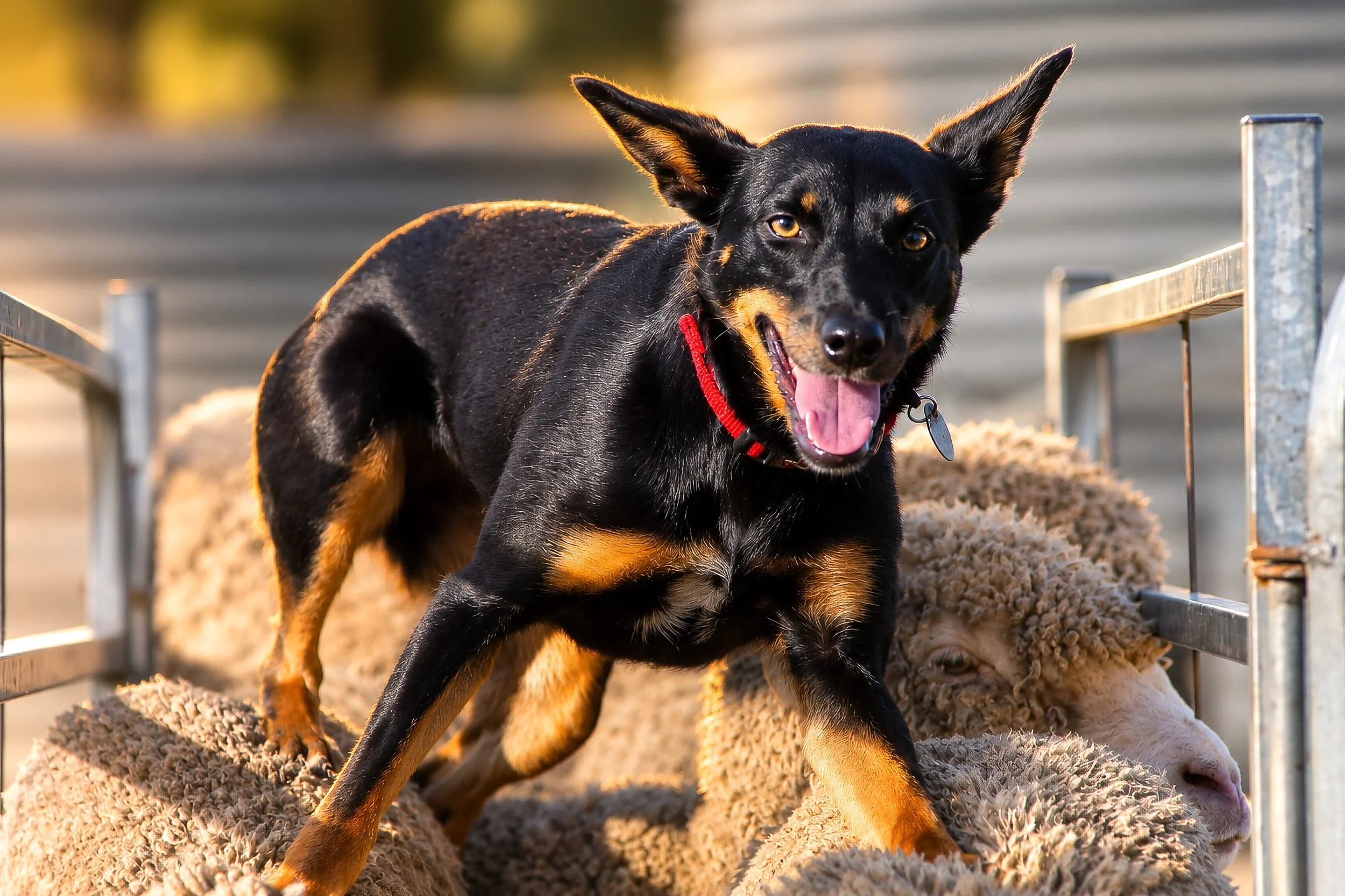 Working Kelpie with Merino Wethers | Rural Photography
