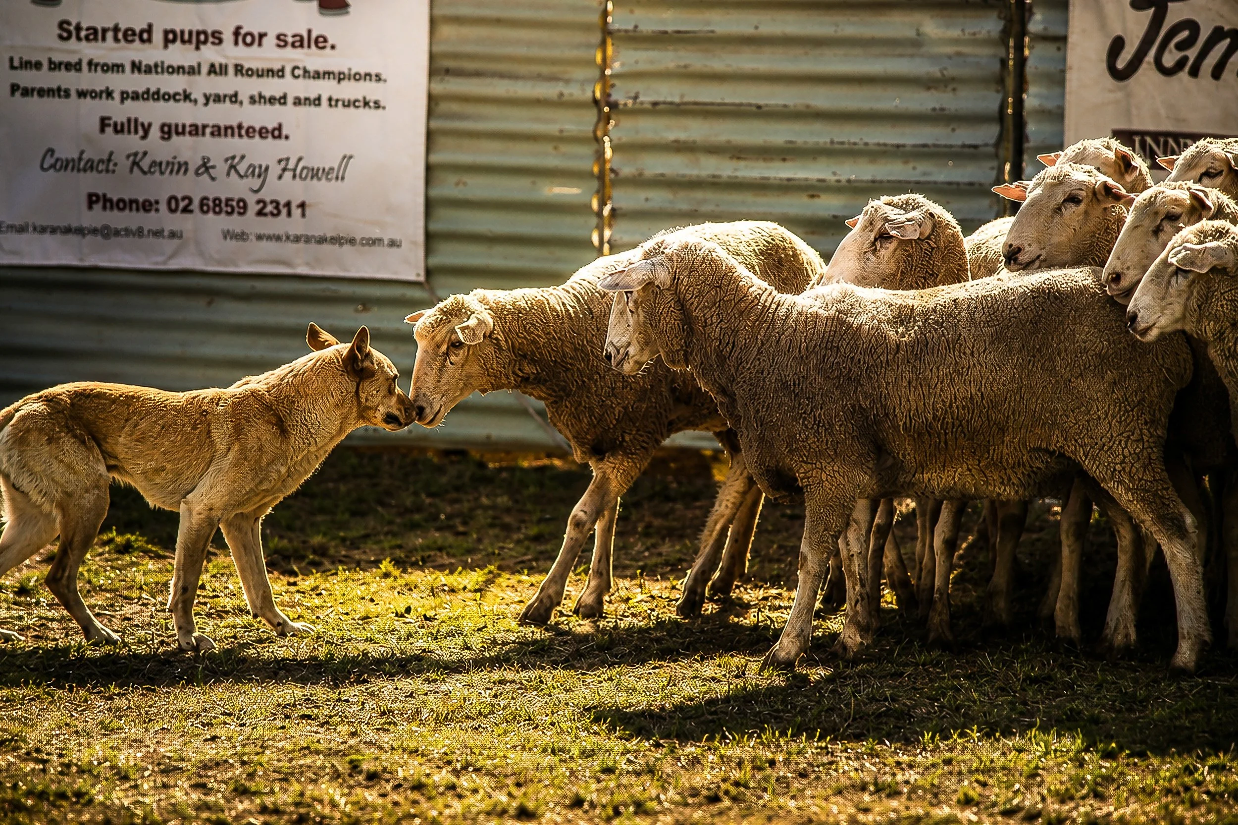 An experienced Working Kelpie calmly balances a mob of sheep in traditional timber yards.
