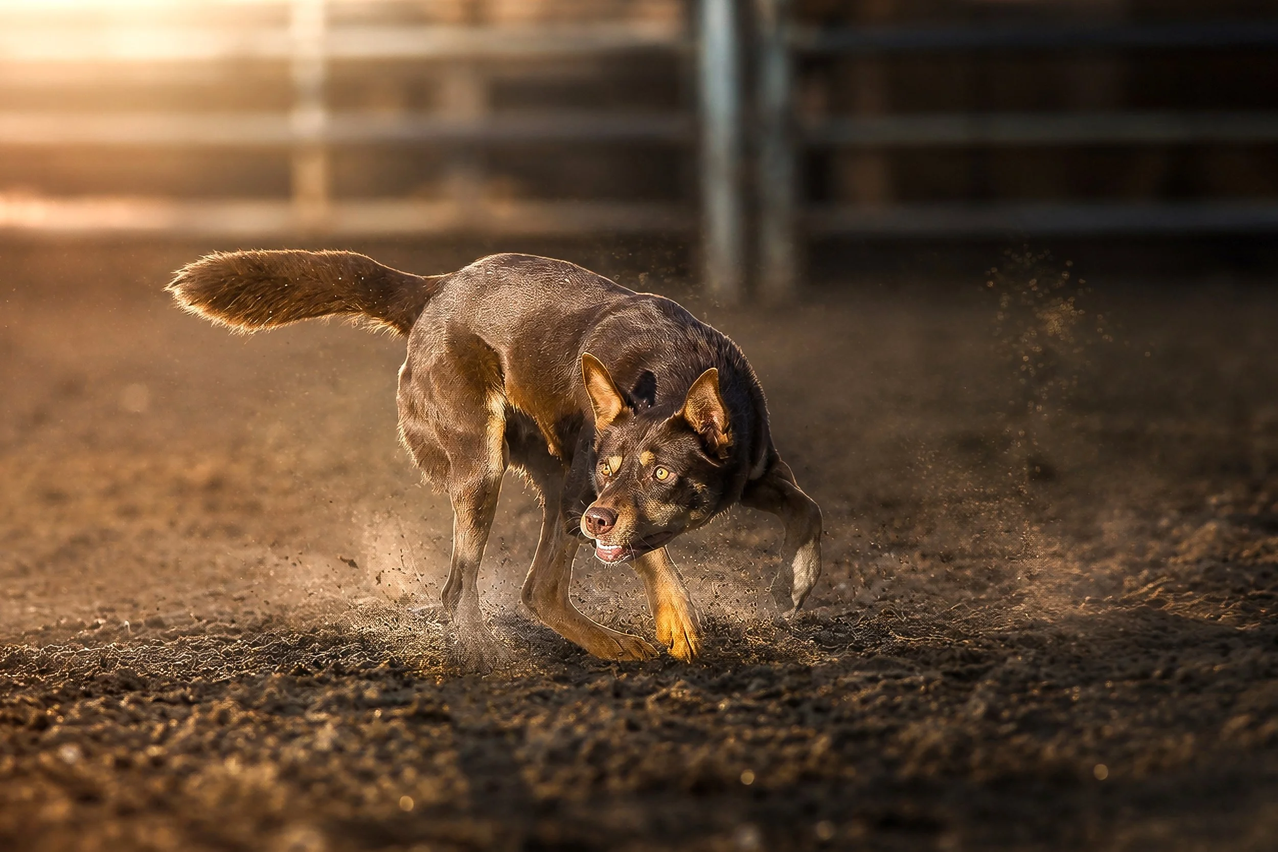 A young Australian Working Kelpie stands in warm evening light with dust glowing behind.
