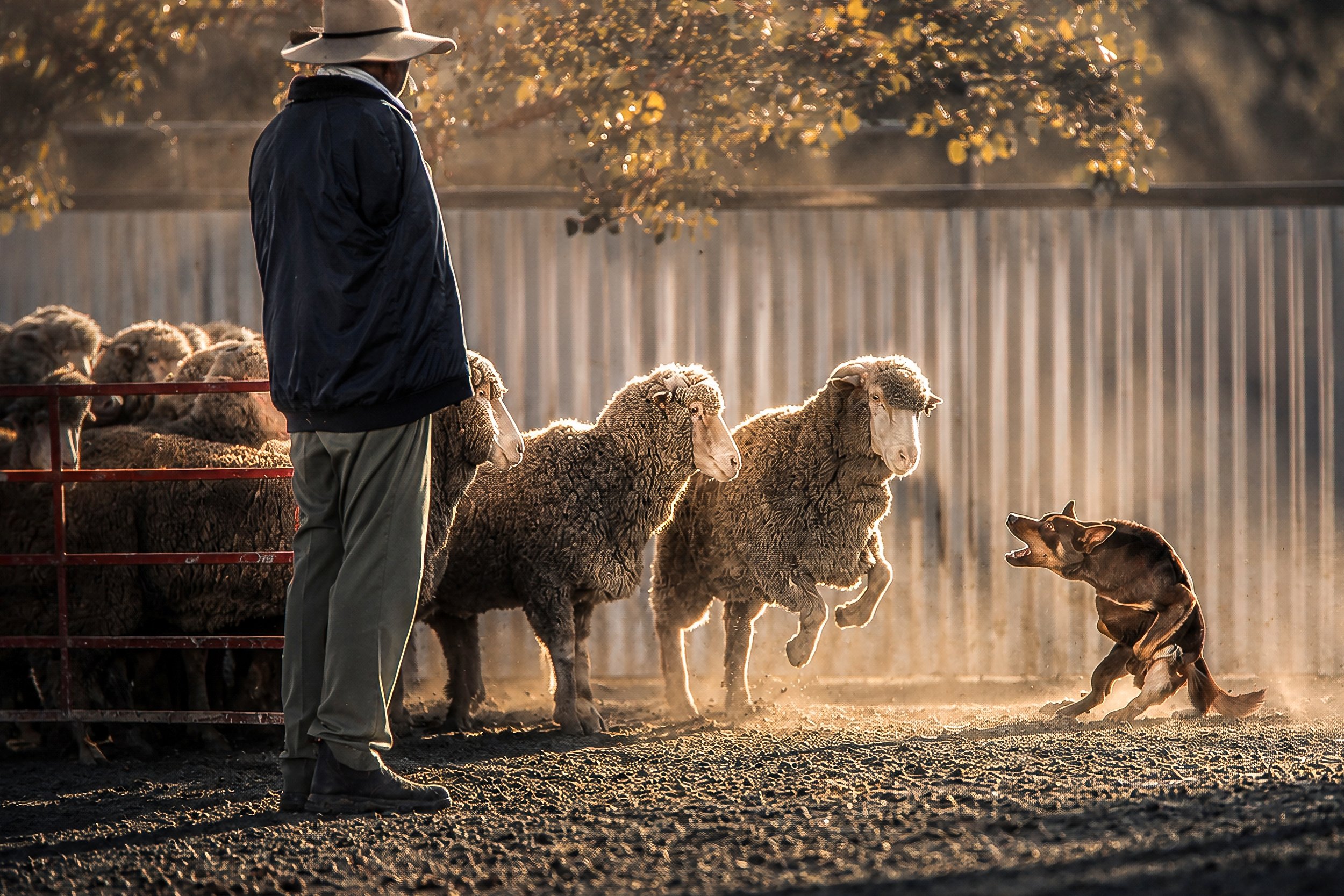 A single Working Kelpie quietly controls a mob of Merino wethers while a stockman observes in warm backlight.
