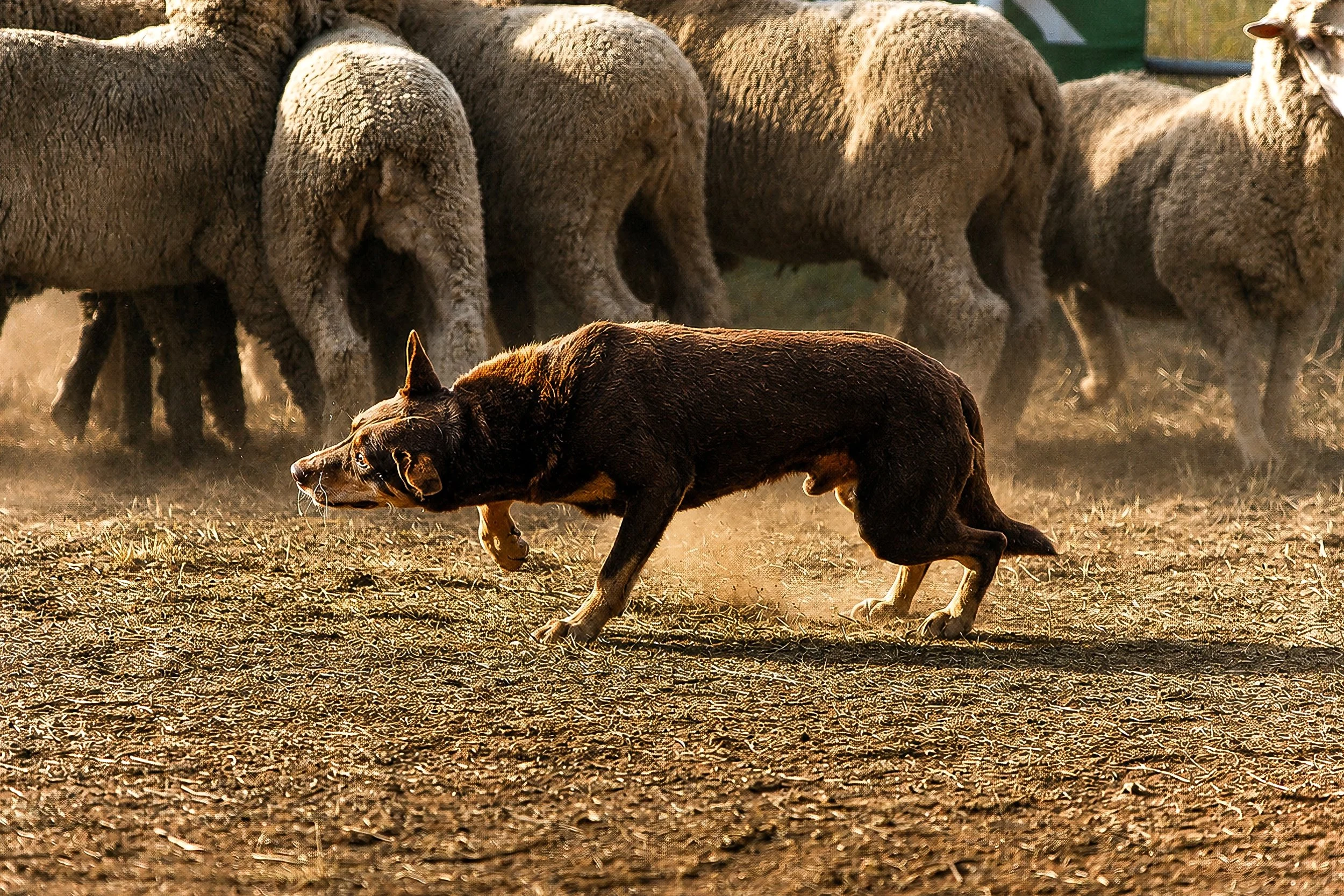 Working Kelpie with Merino Wethers | Rural Photography
