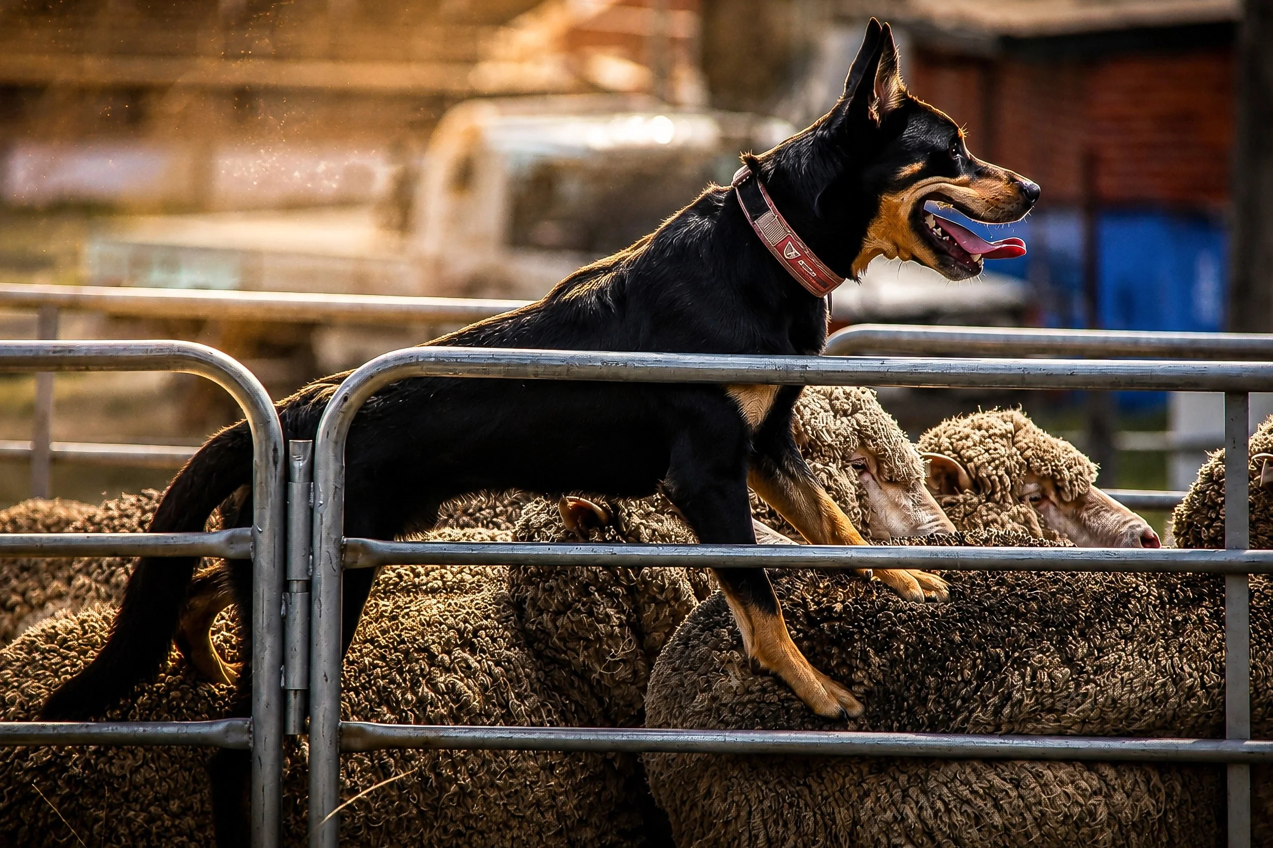 An Australian Working Kelpie pauses on the stockyard rails, alert and ready for the next command.
