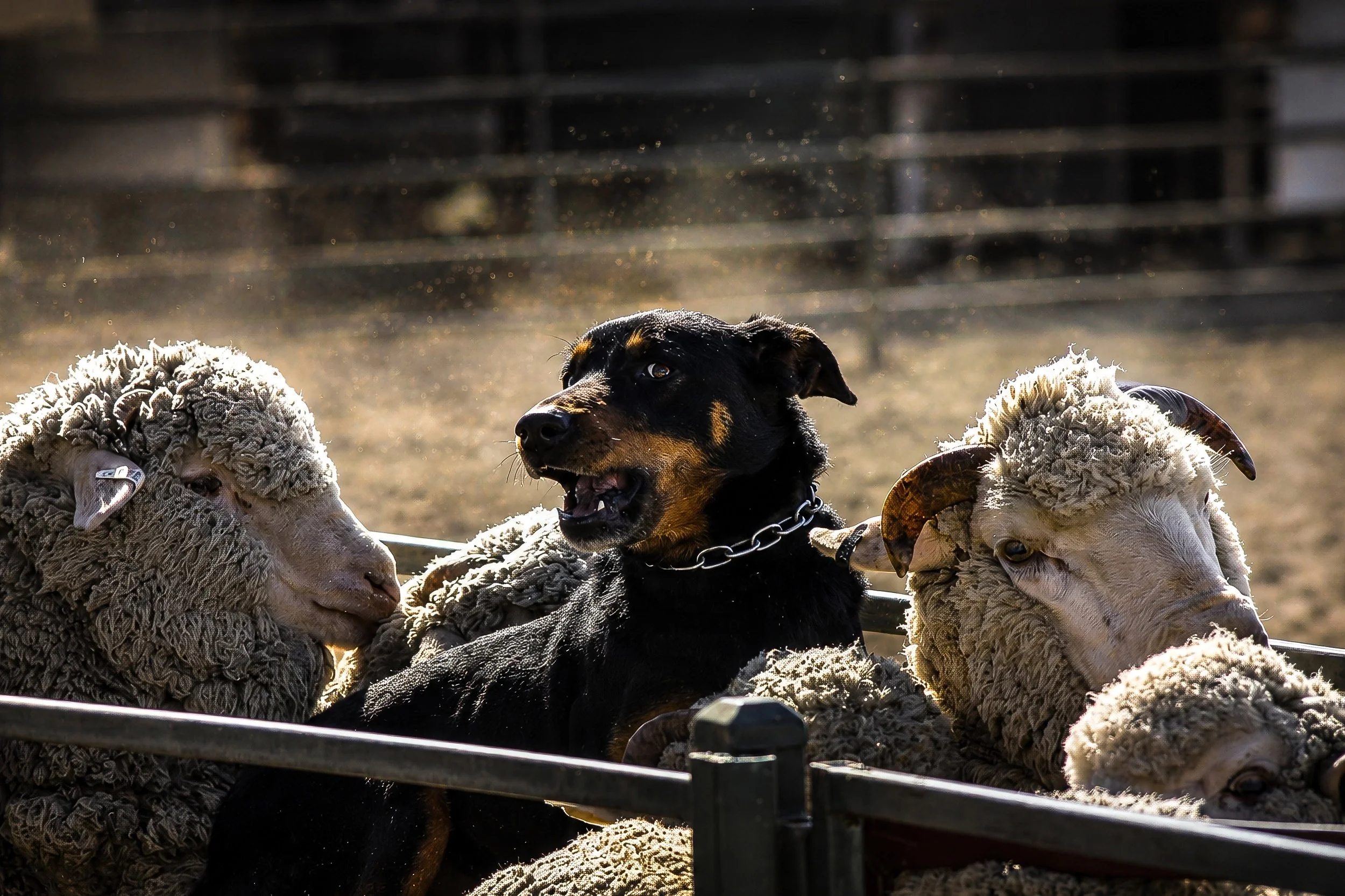 An attentive Working Kelpie watches over sheep from the rails of traditional timber yards.
