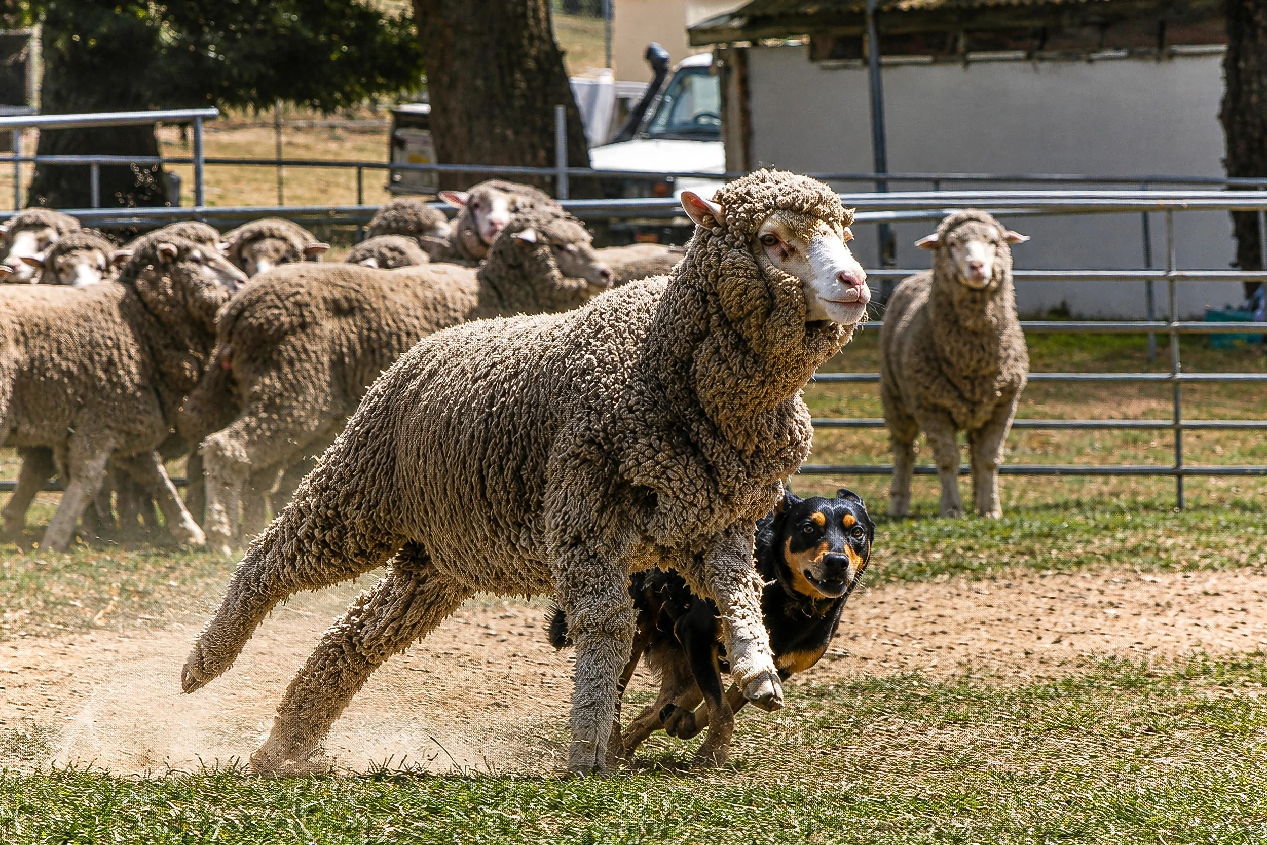 An Australian Working Kelpie turns a Merino wether during yard work with precision and control.
